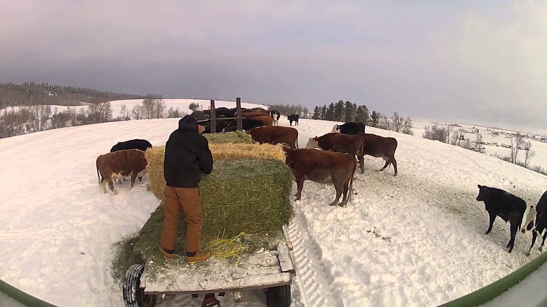 Feeding Beef Cattle GoPro - YouTube