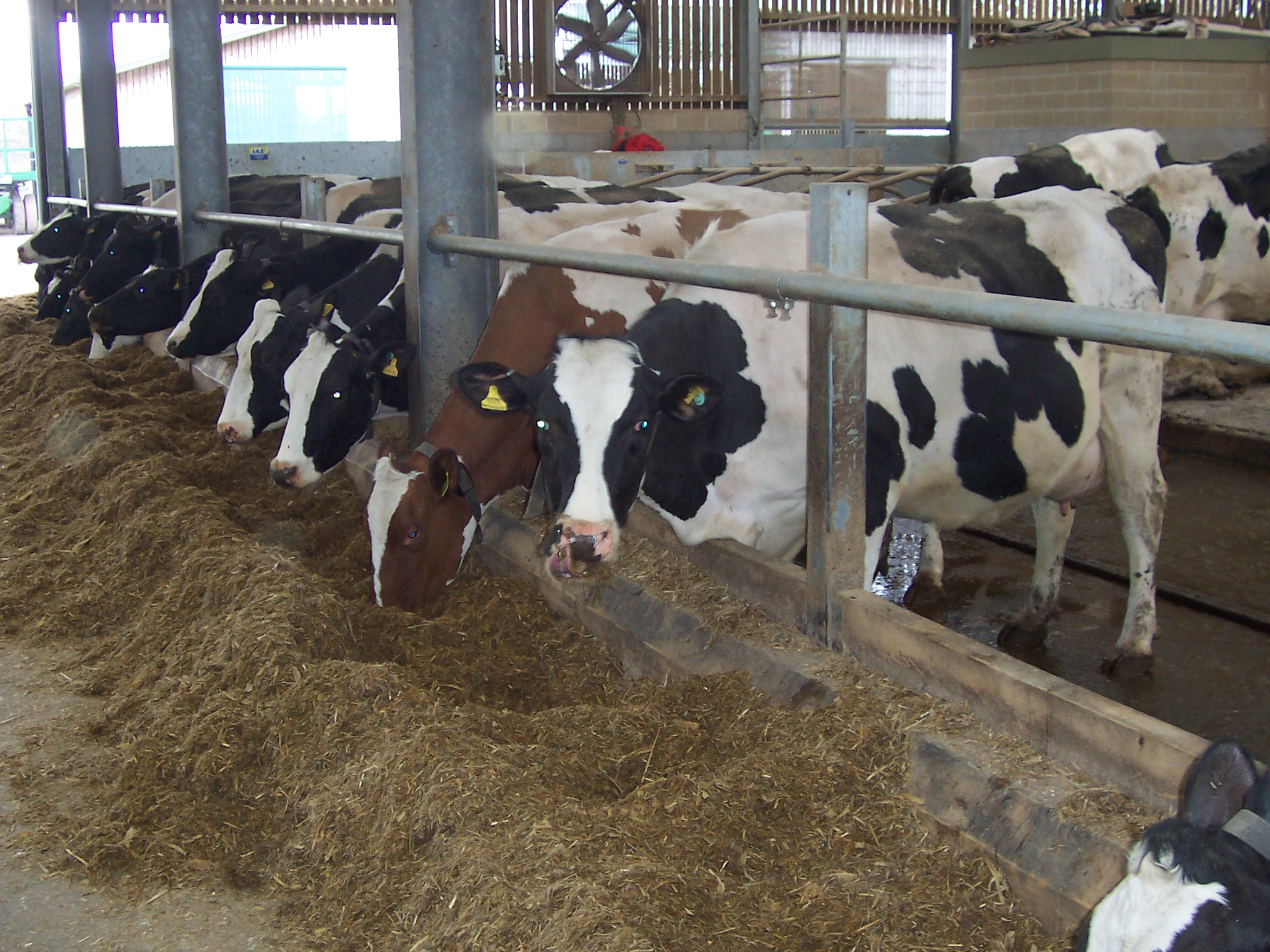 Feeding the High Yielding Dairy Cow - FarmSkills