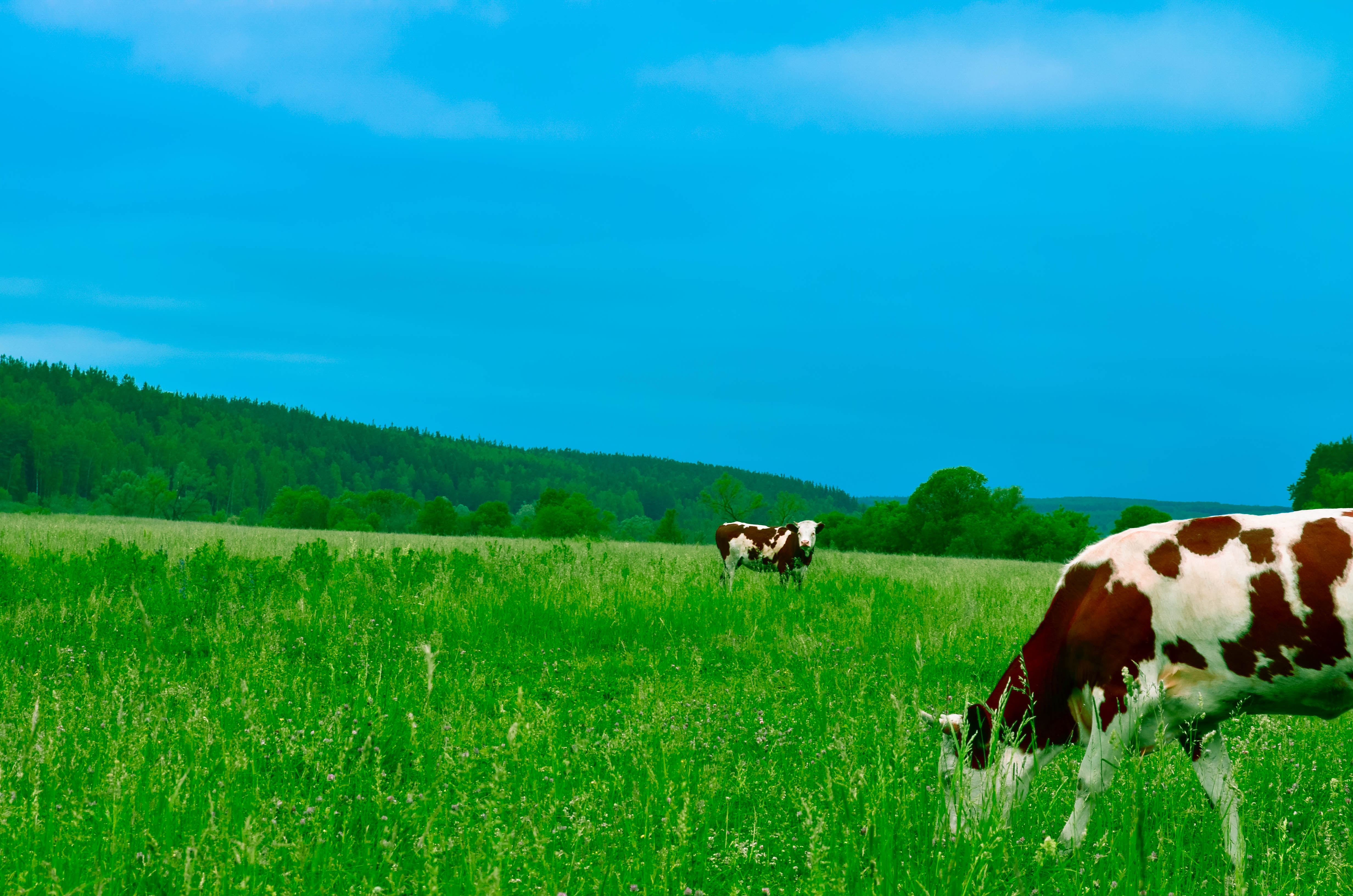 Cows grazing on field against sky photo