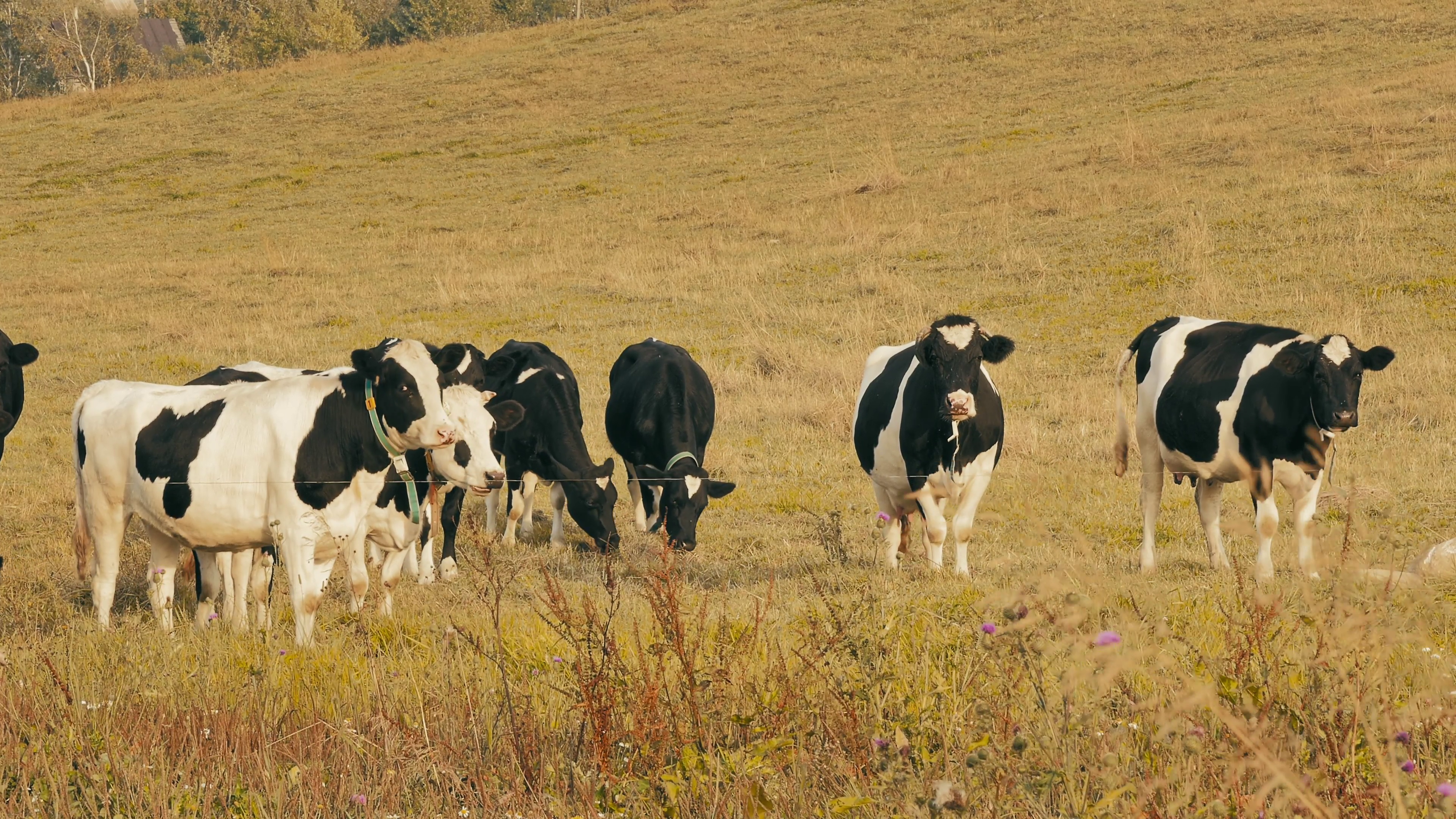 Cows in field / cows farm / grazing cows. Holstein cows graze on ...