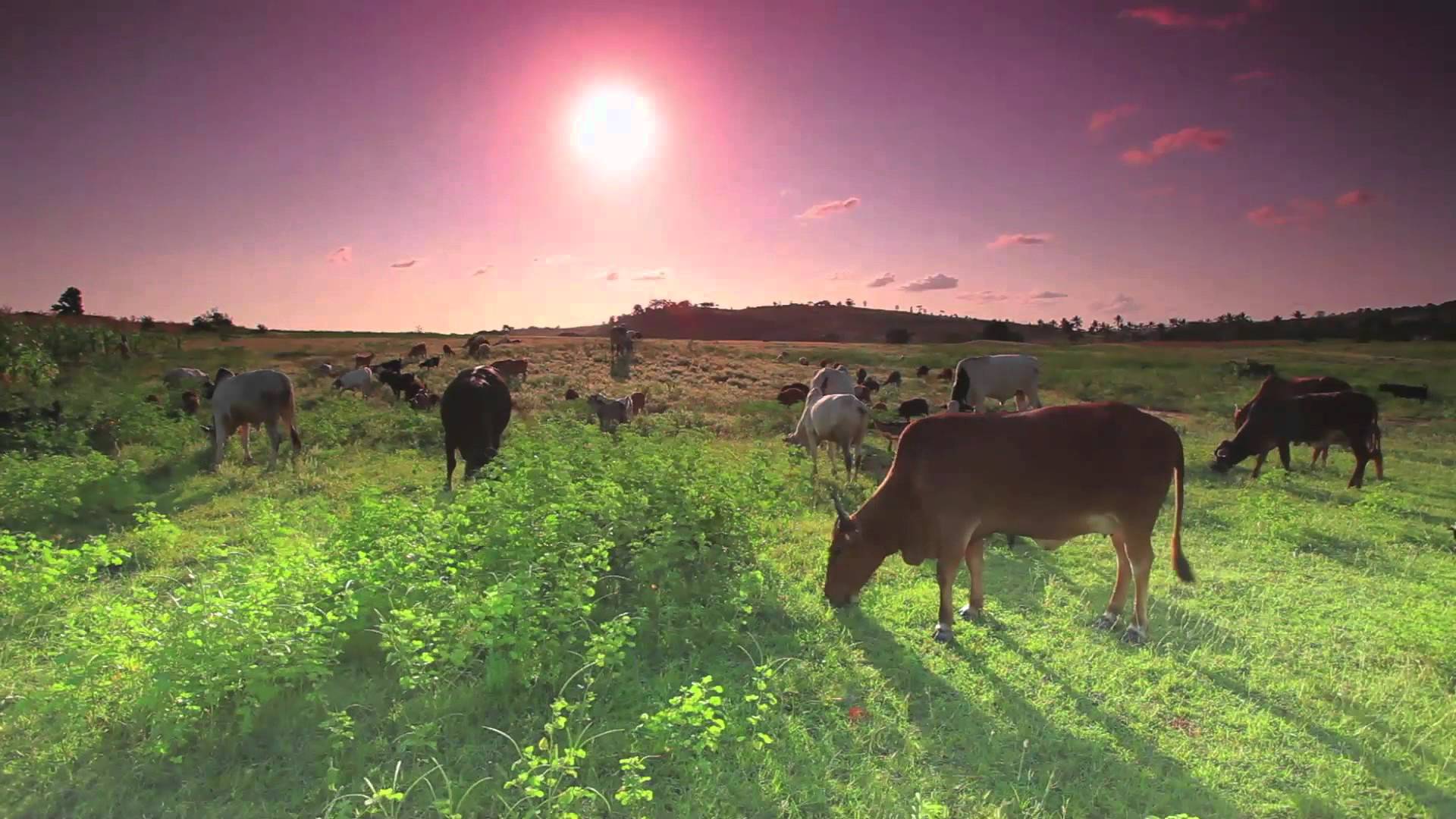 HD Cows Grazing in field Royalty Free - YouTube