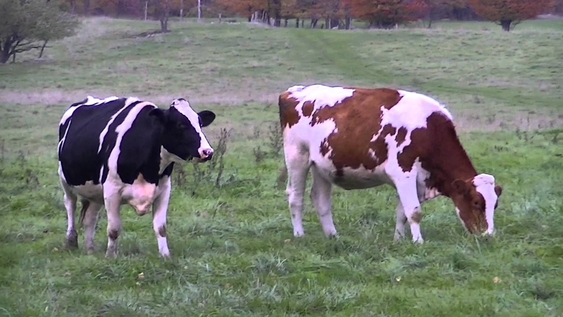 Dairy Cows in the Field - YouTube
