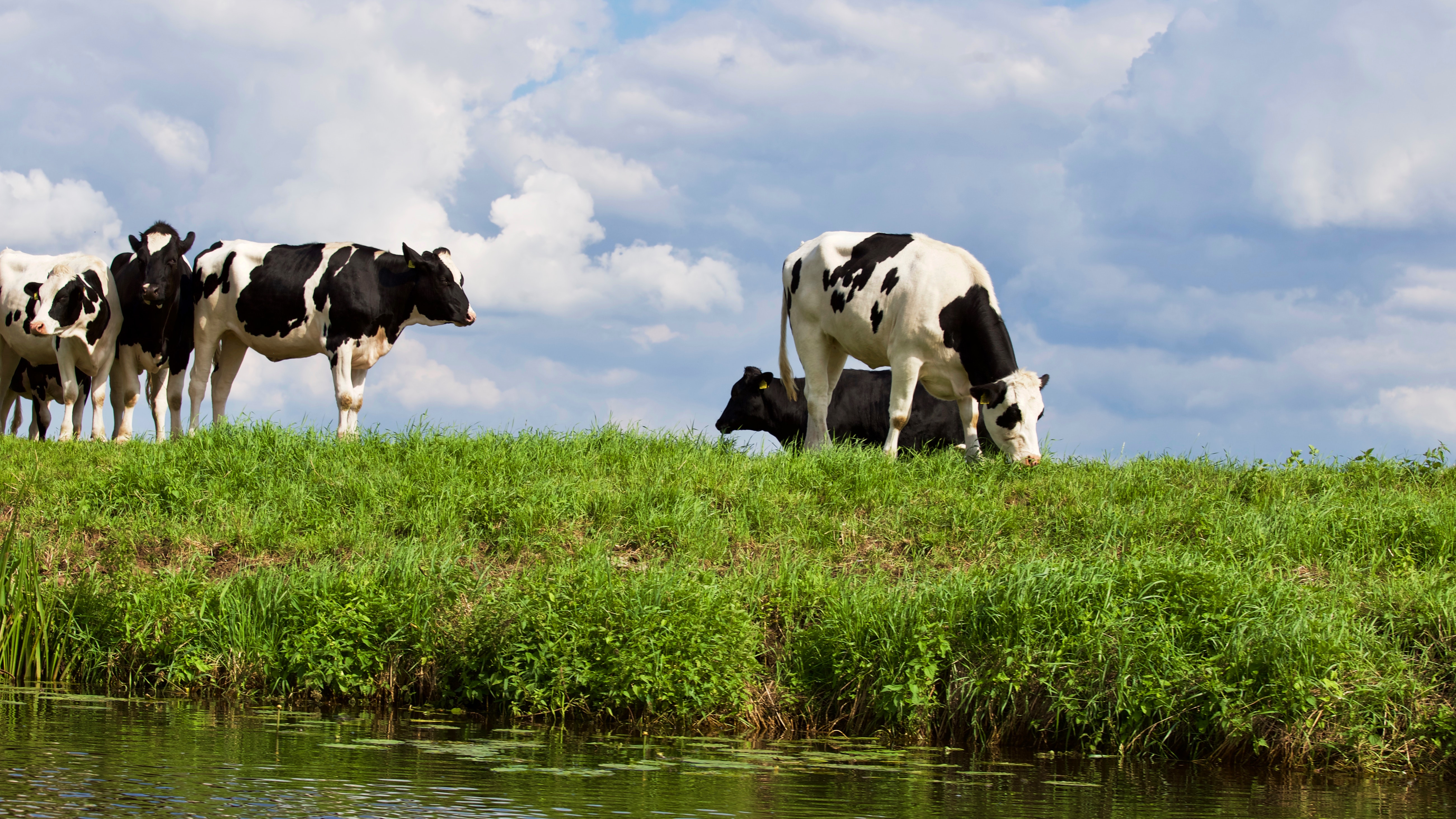 Cows on farm against sky photo