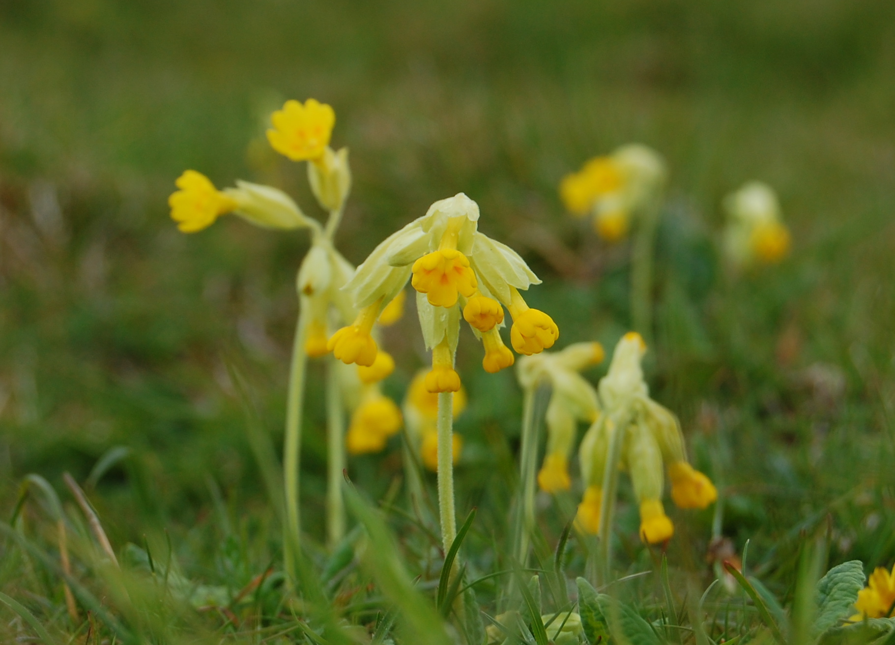 Cowslips and Primroses – Sweet Spring Soothers | Whispering Earth