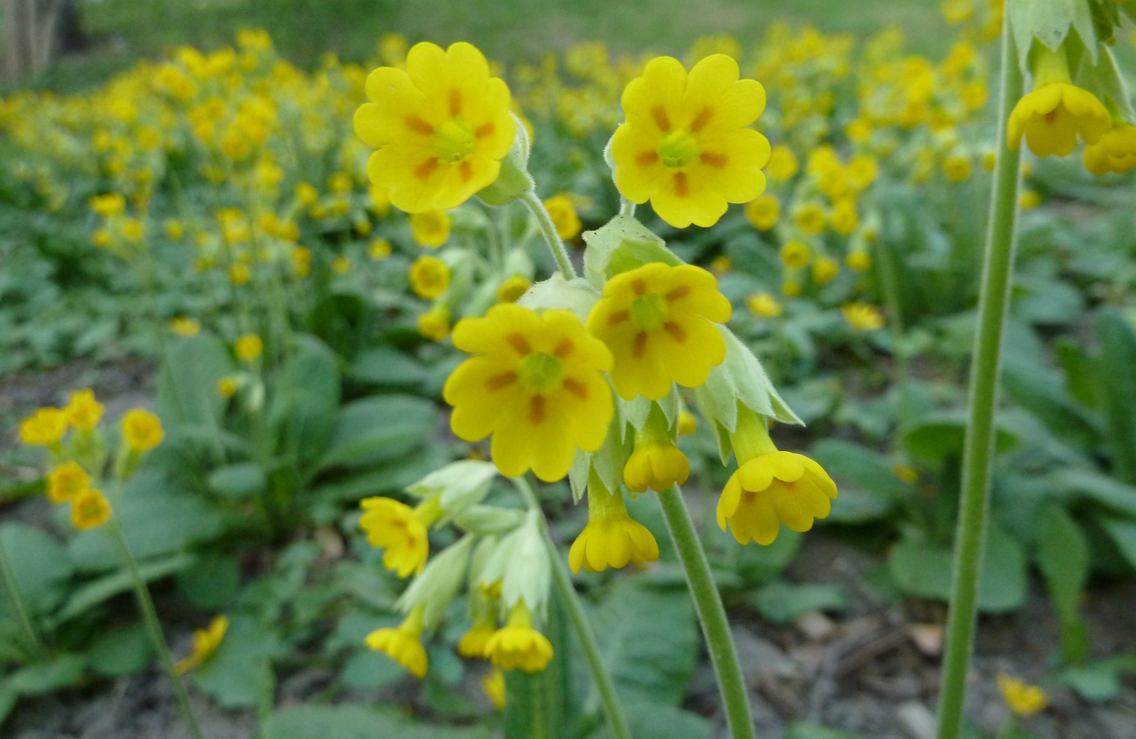 Cowslip or Gullviva — a noteworthy primrose | The Traveling Naturalist