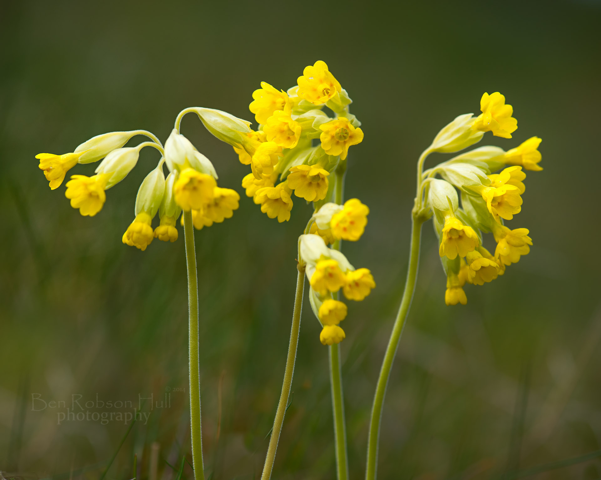 Cowslip (Primula veris) - Ben Robson Hull | Photography
