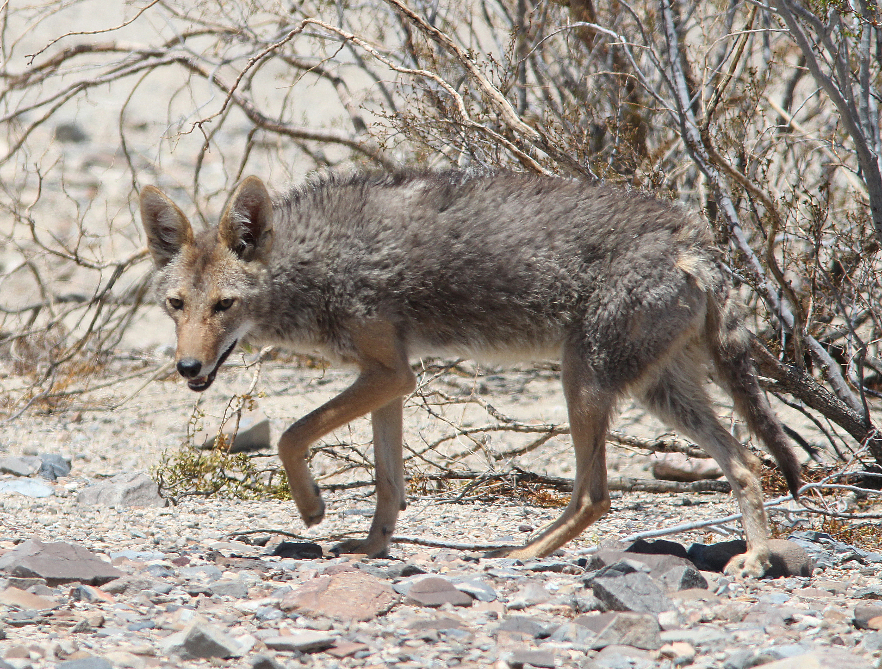 Coyote (canis latrans) (5-22-13) death valley area, ca (1) photo