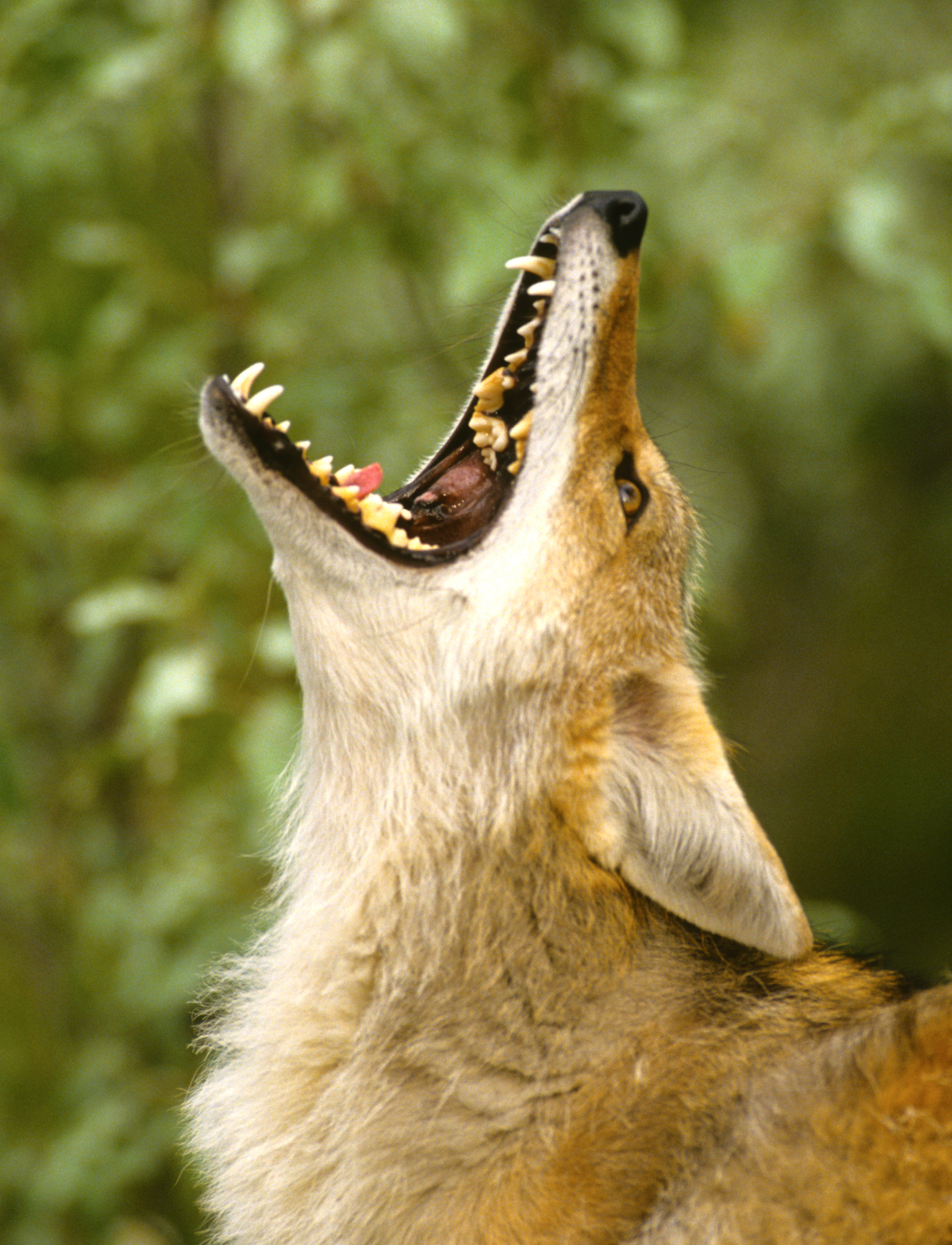 Coyote howling photo