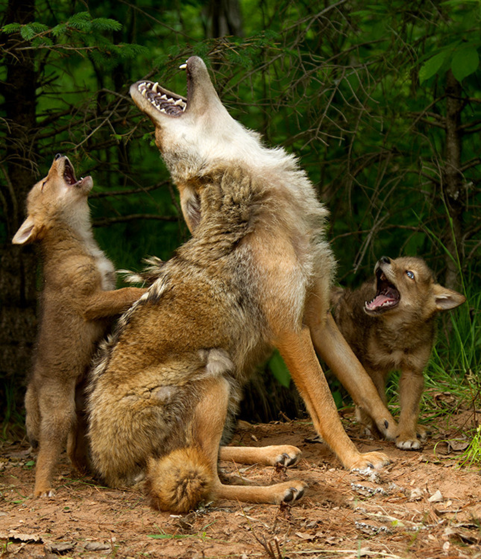 Howling Lessons' PHOTO Of Coyotes: It's Real And It's Spectacular ...