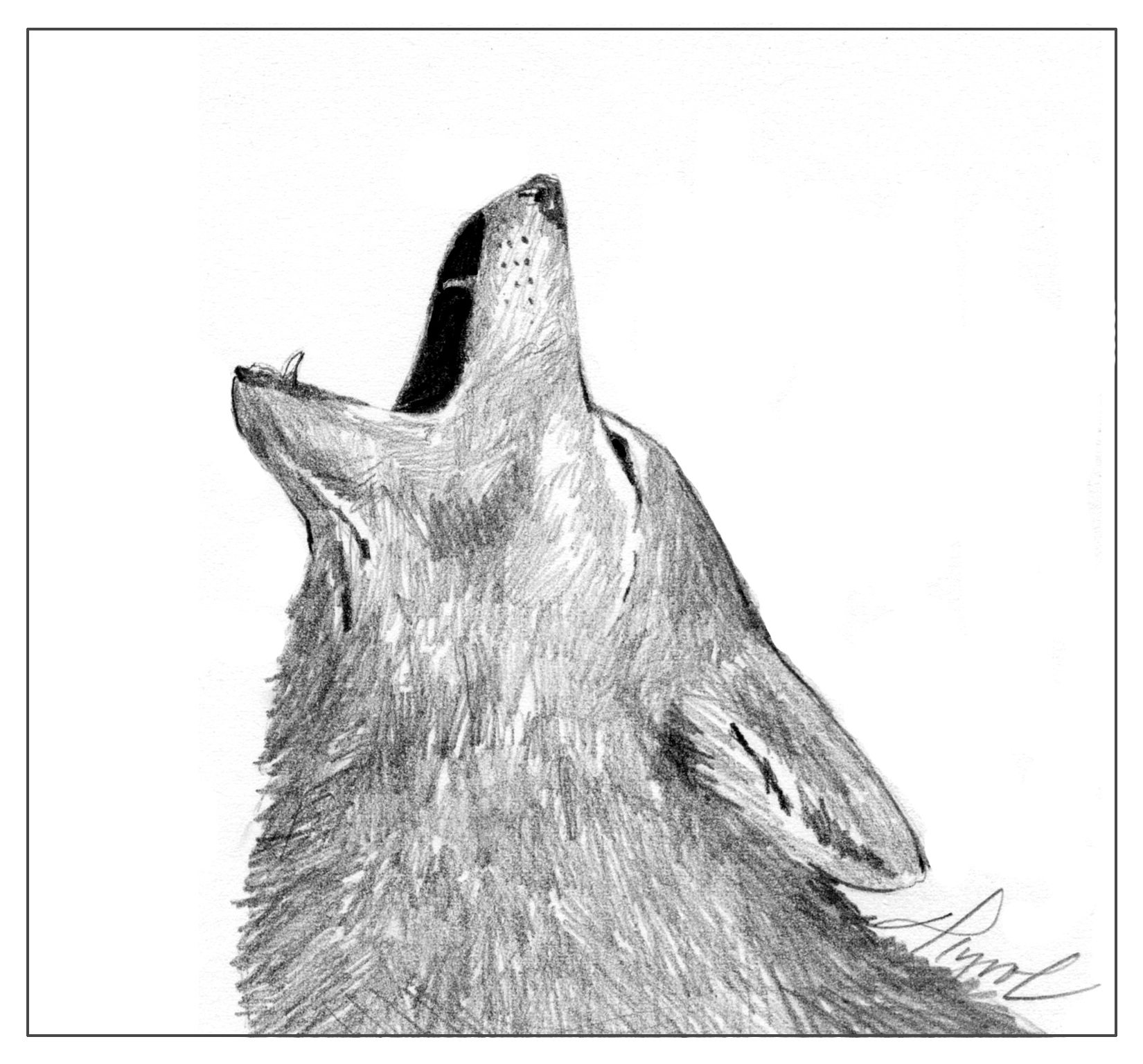 Coyotes: Decoding Their Yips, Barks, and Howls - - The Adirondack ...
