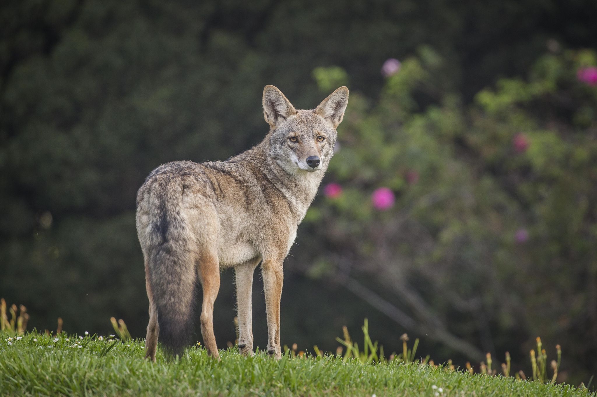 Coyotes howl to chat with their neighbors - San Francisco Chronicle