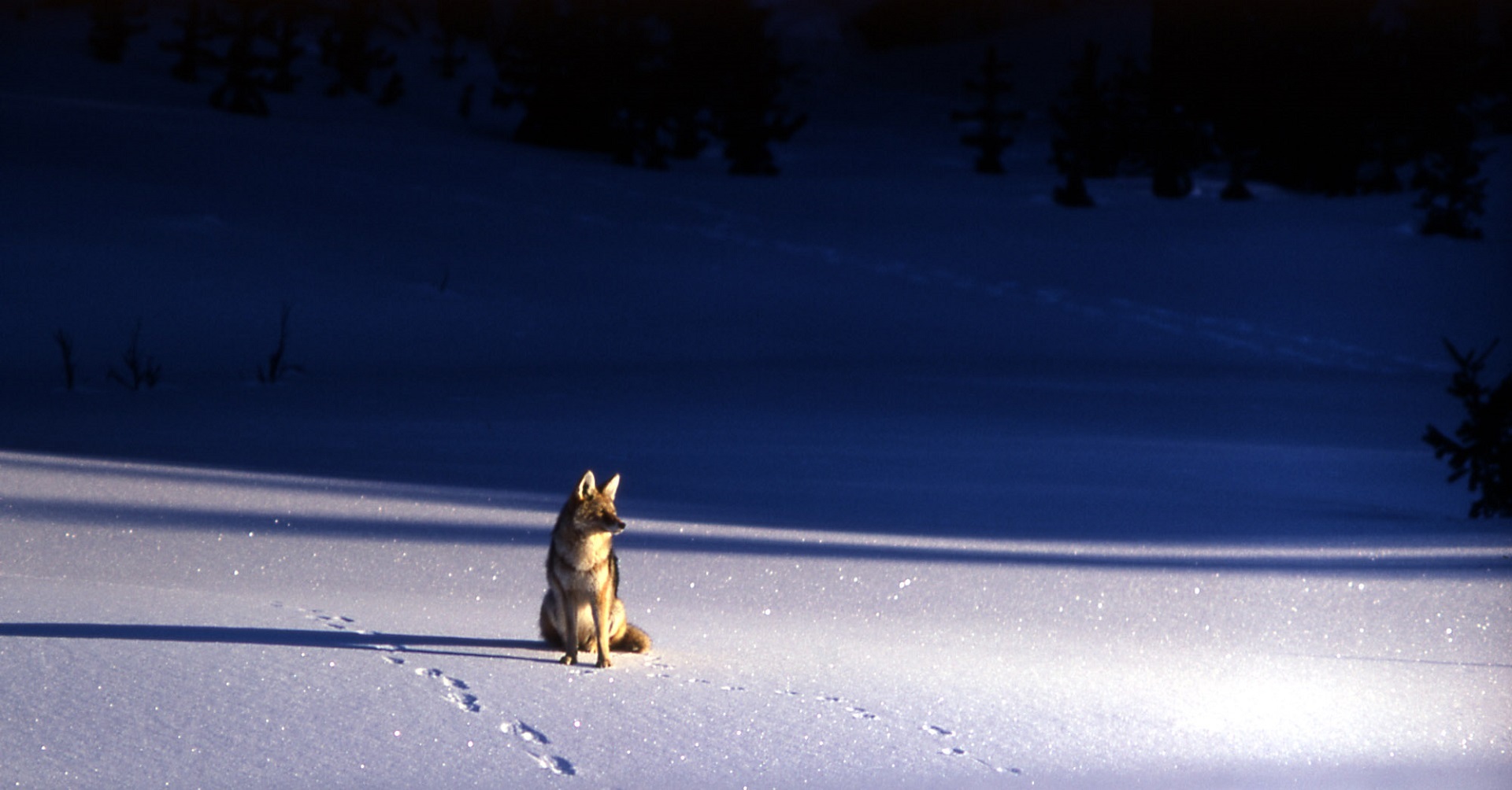 Coyote in winter photo