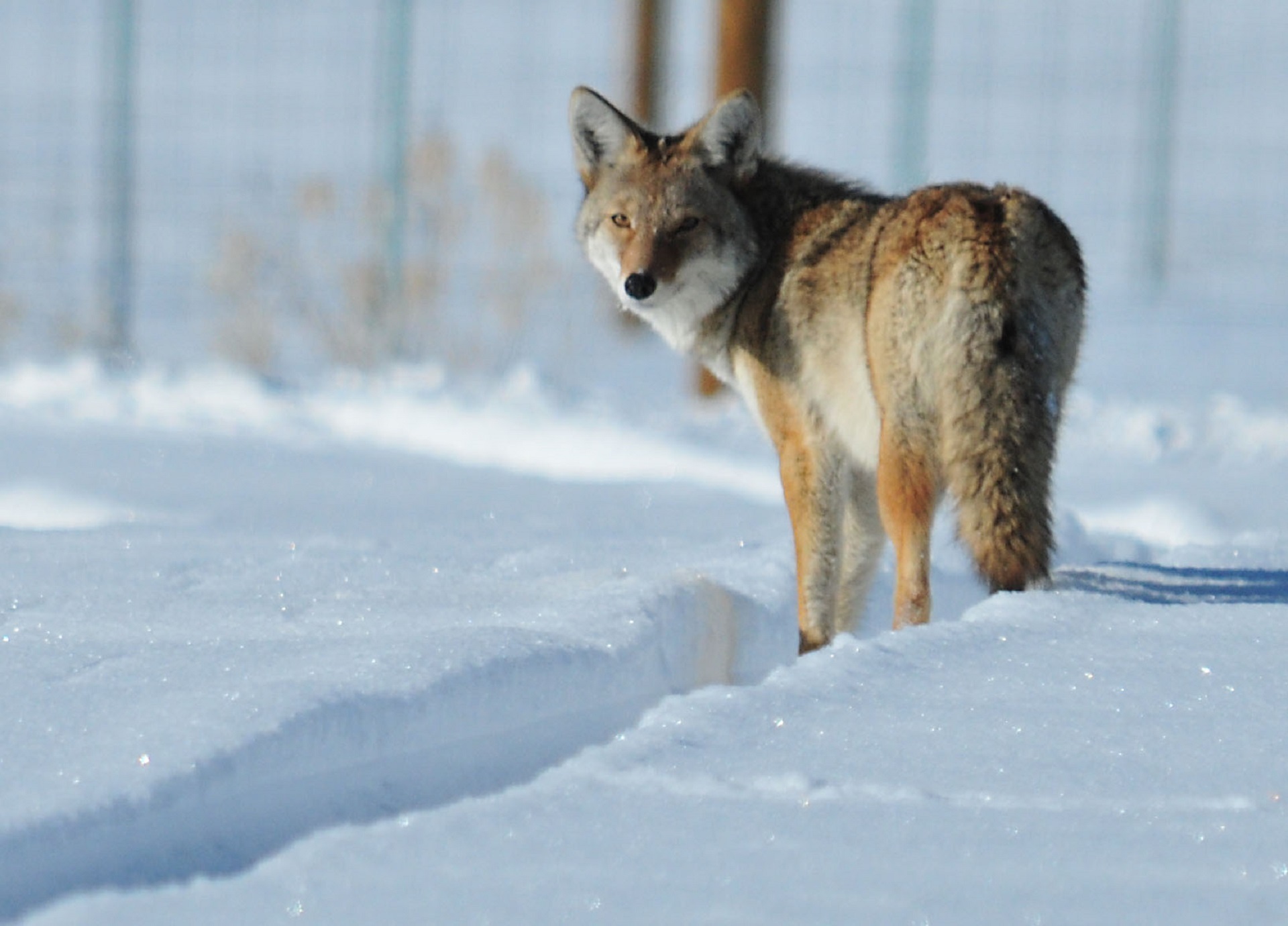 Coyote in winter photo