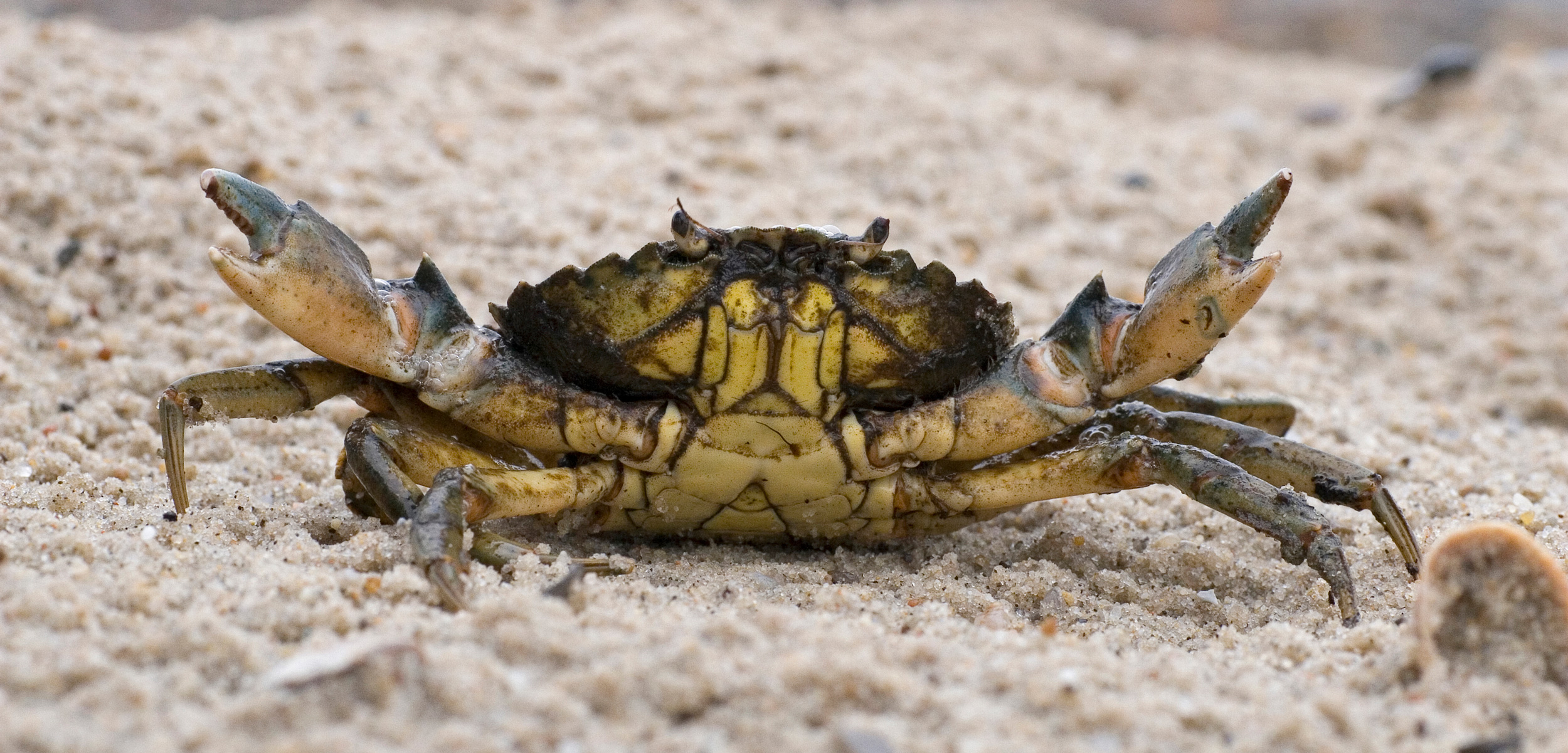 Green Crabs Are Officially Delicious | Hakai Magazine