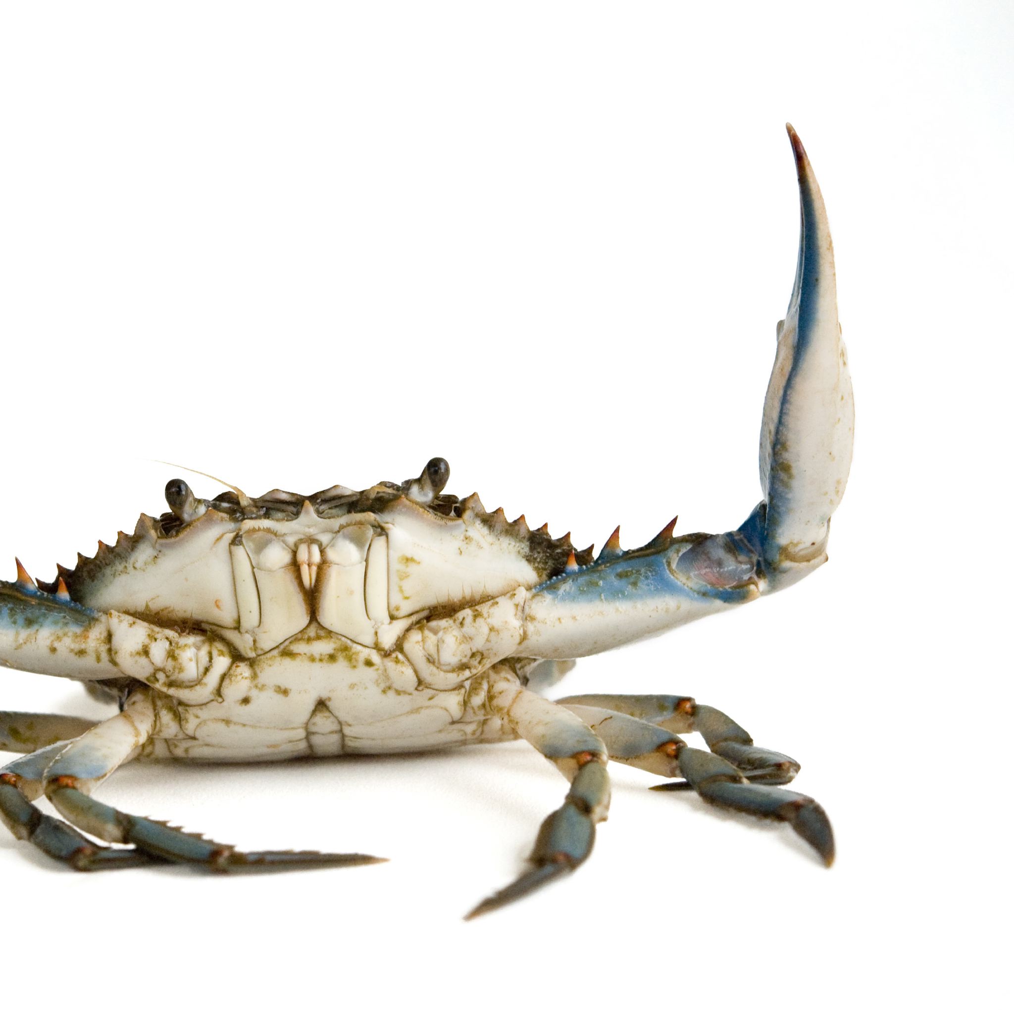 Blue Crab | National Geographic