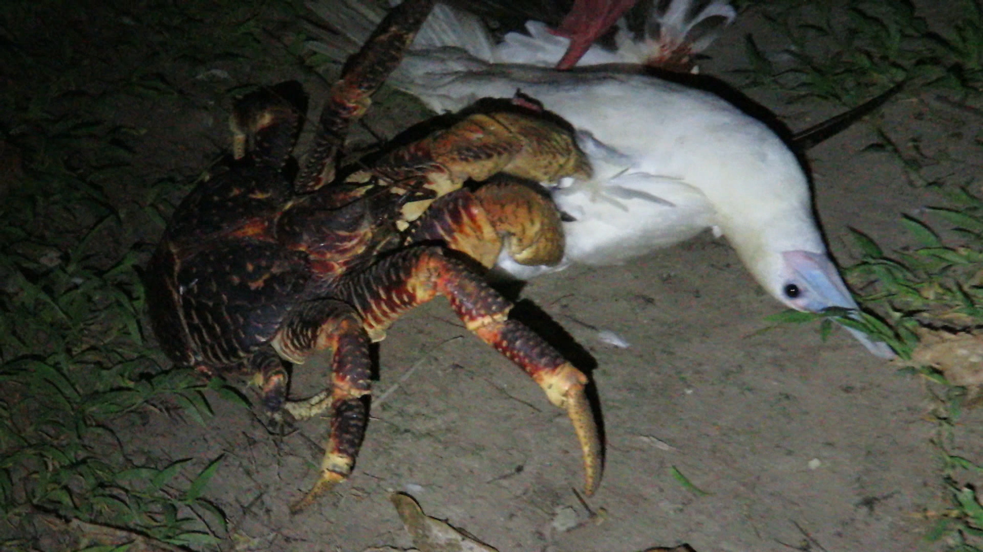 See This Giant Land Crab Attack a Bird