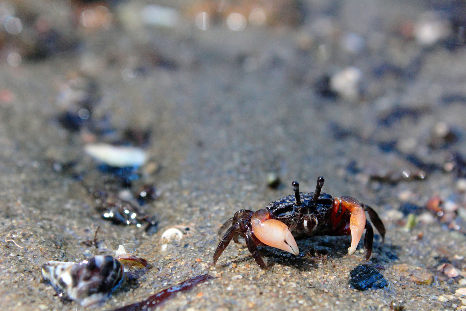 Crab photo