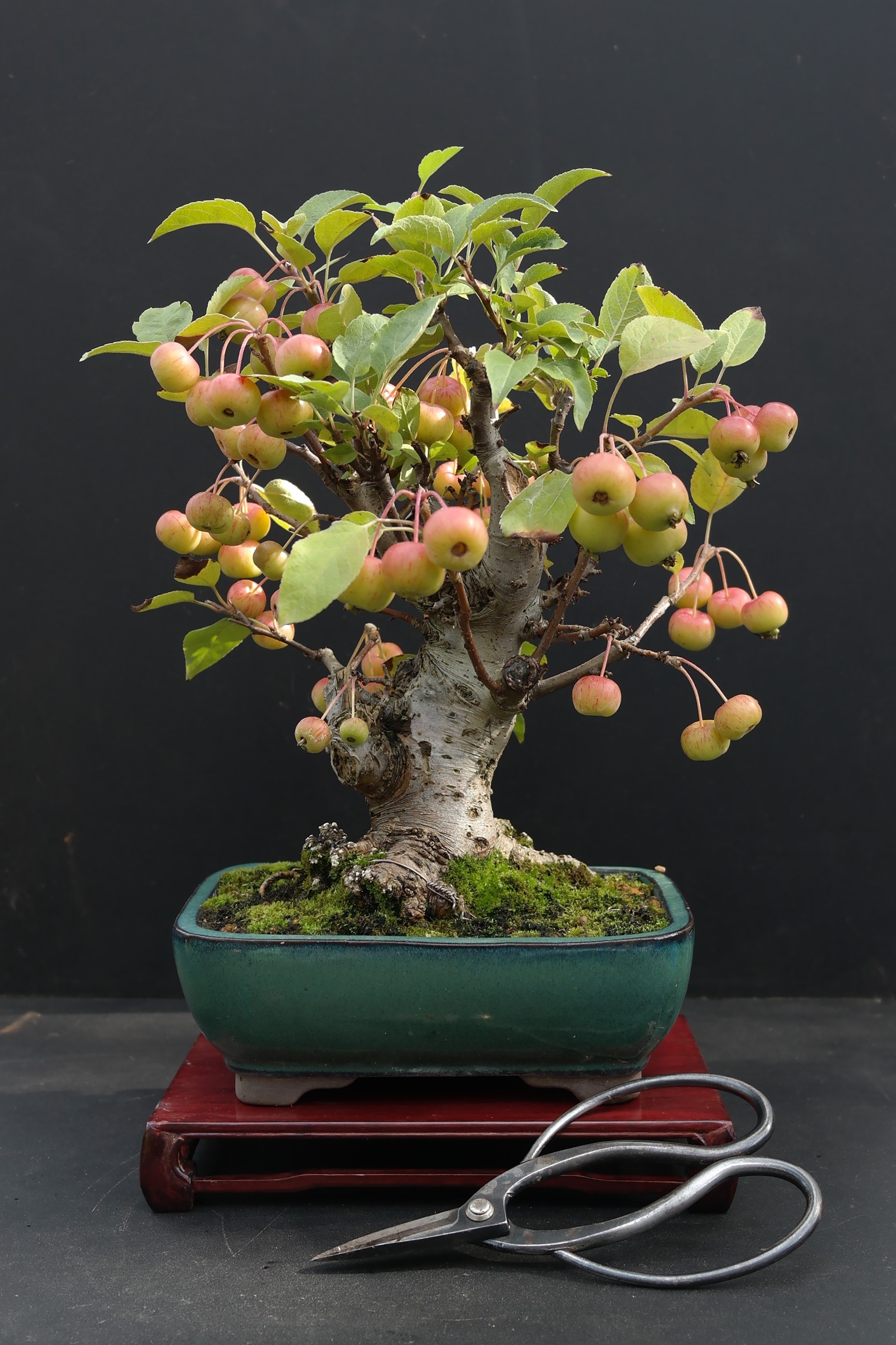 File:Crabapple bonsai - late summer photo.JPG - Wikimedia Commons