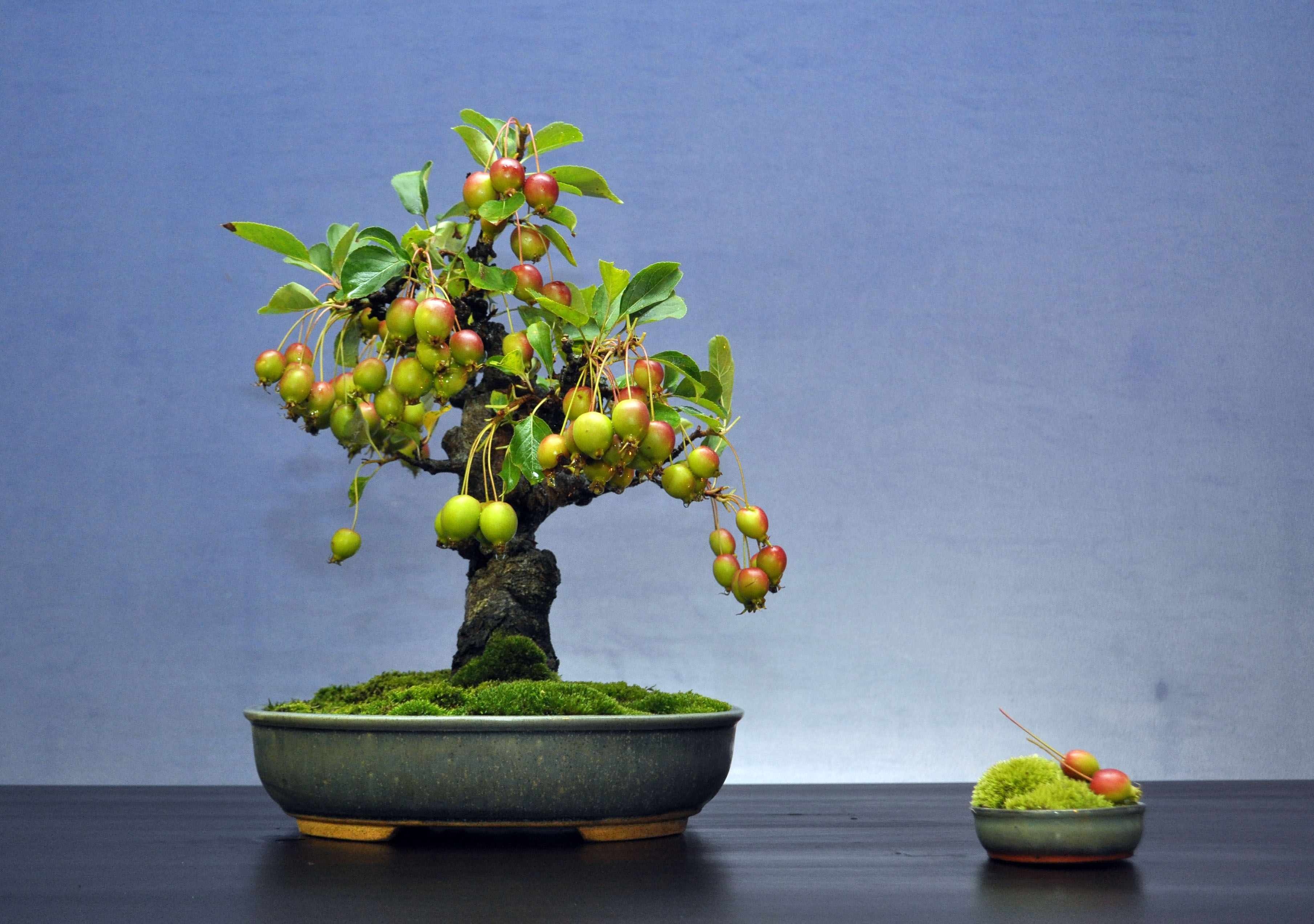 dsc_0182.jpg (3618×2544) | Crab apple bonsai | Pinterest | Bonsai ...