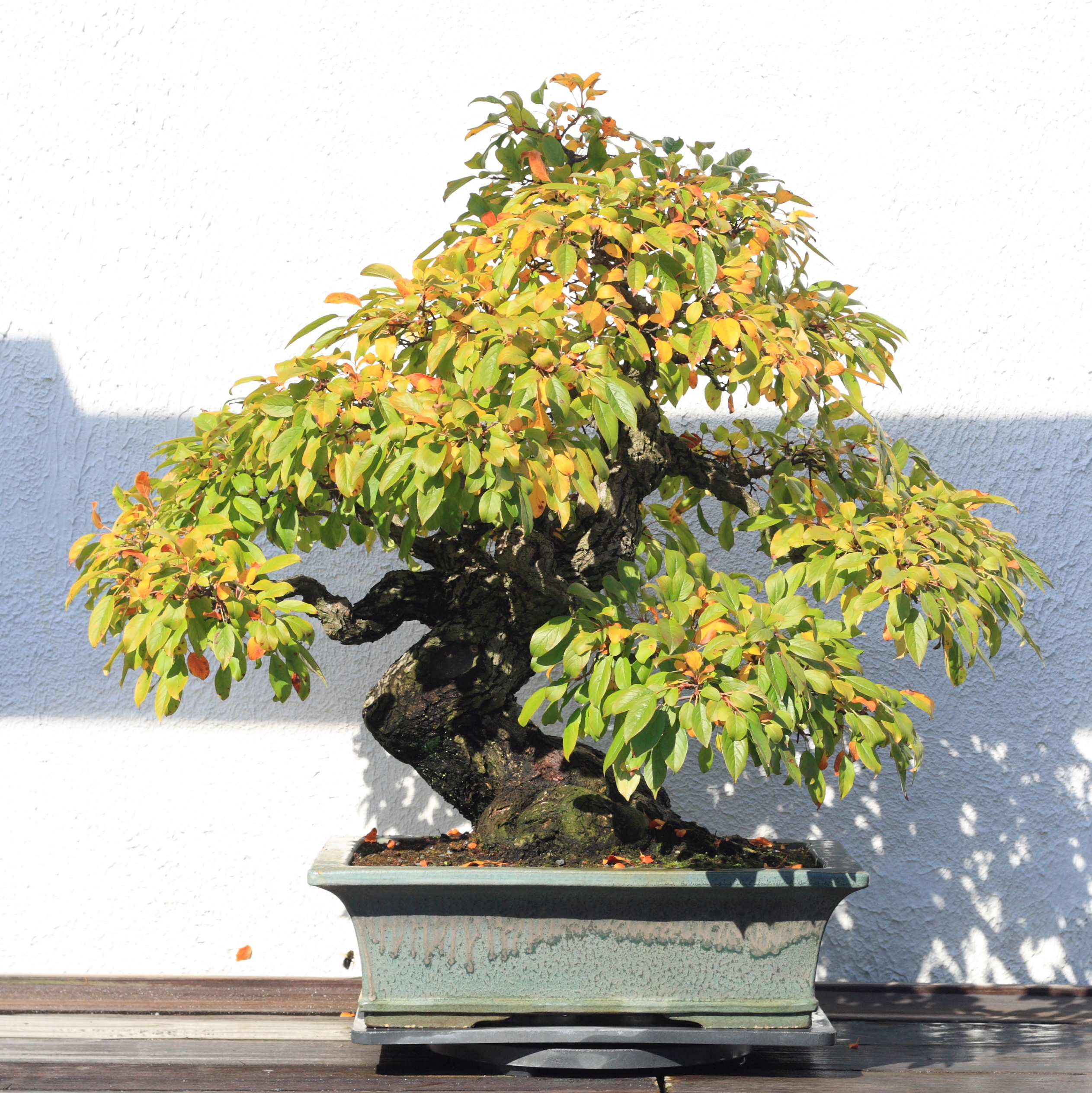 File:Toringo Crabapple bonsai 20, October 10, 2008.jpg - Wikimedia ...