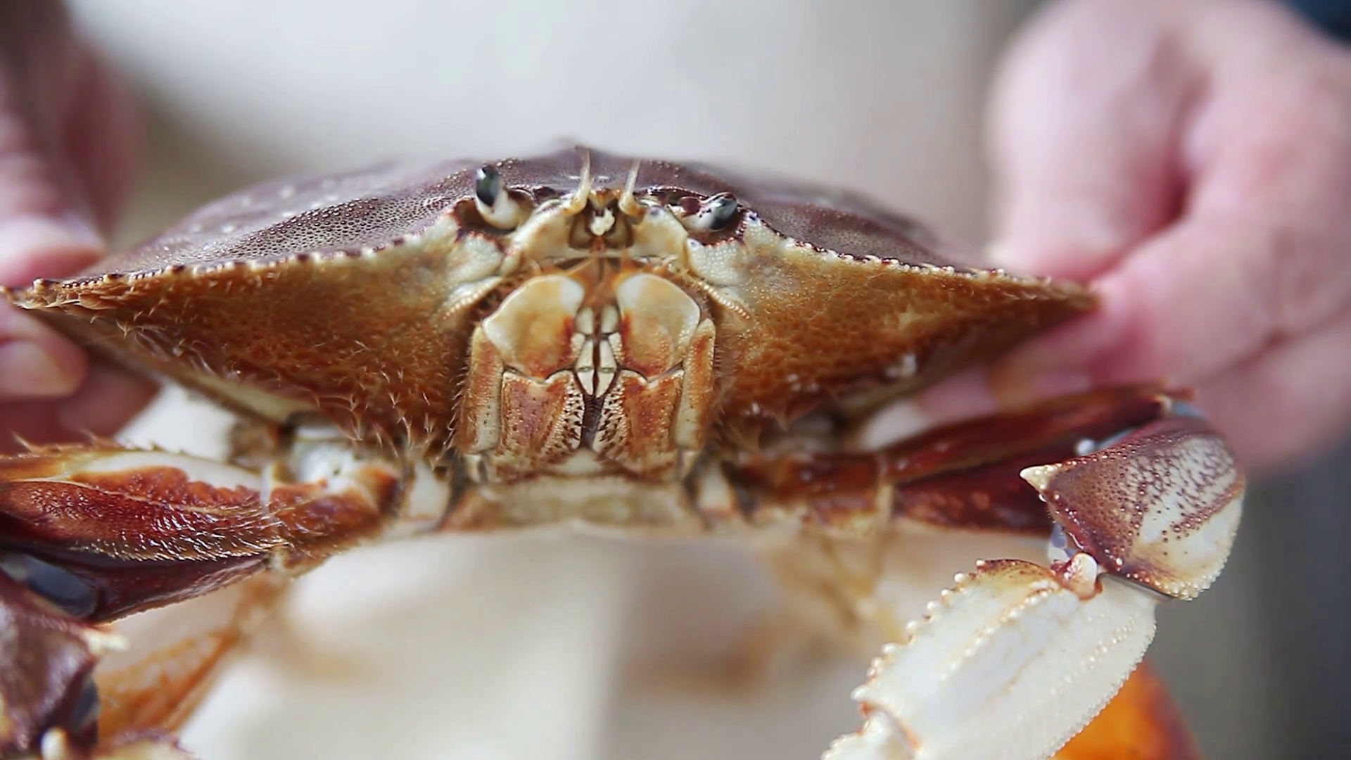 A man with a fresh crab closeup Stock Video Footage - Videoblocks