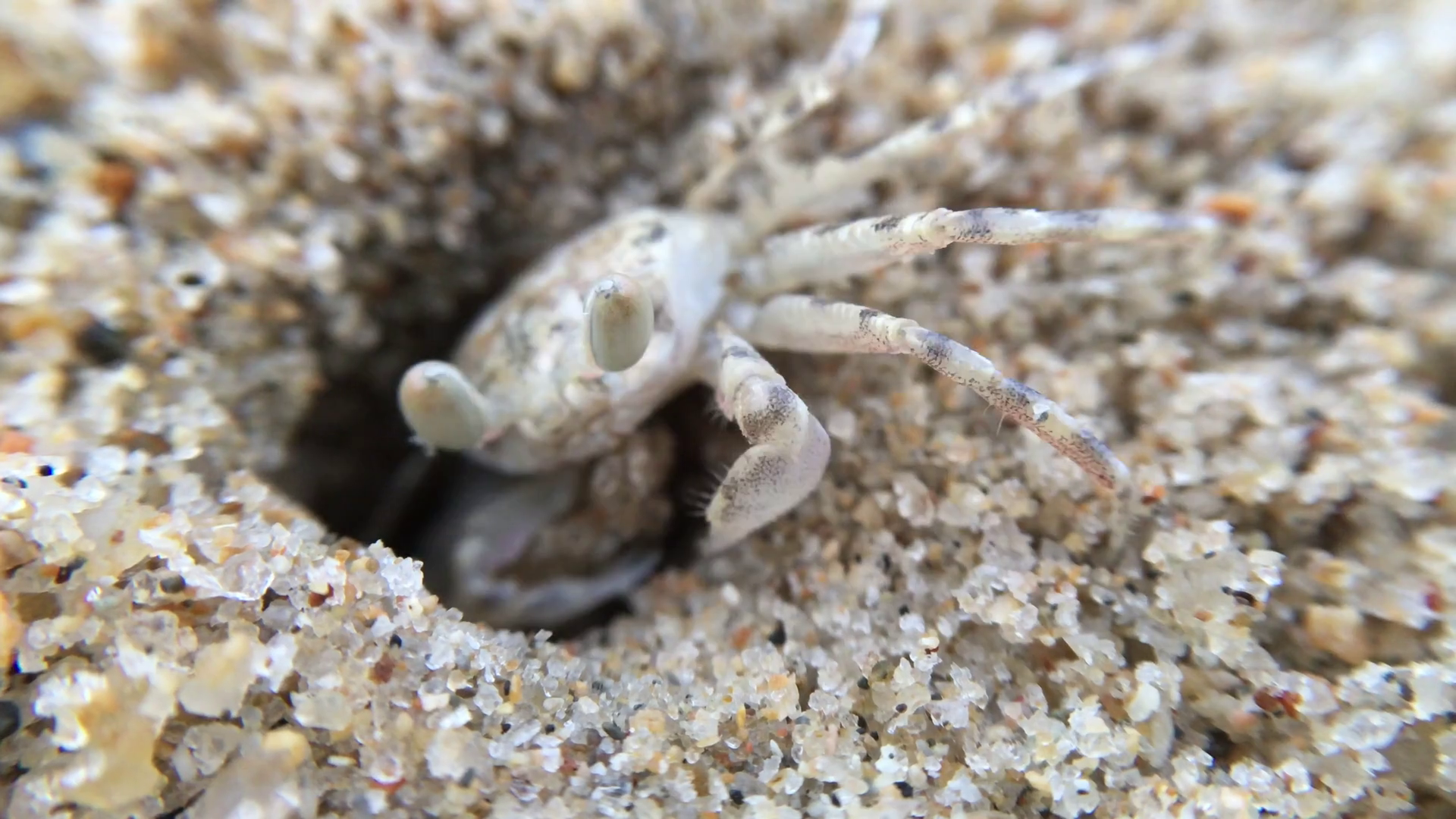 Closeup of mini ghost crab hiding in a hole, going in and out. Ocean ...