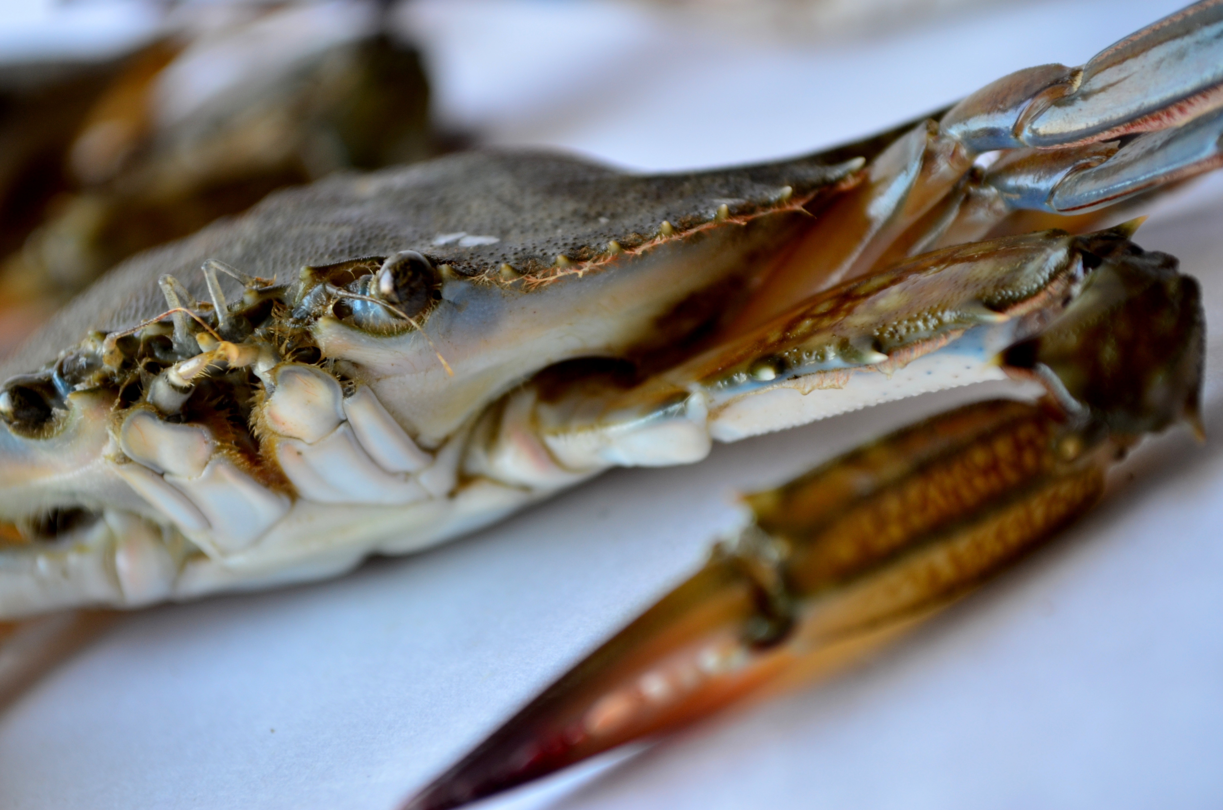 Crab Closeup : Public Domain Pictures