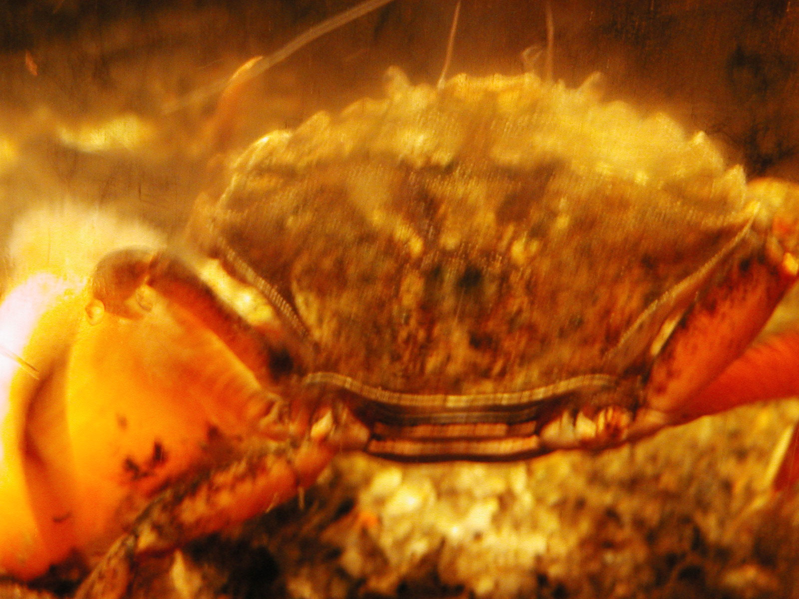 Crab closeup, Claws, Closeup, Crab, Fish, HQ Photo