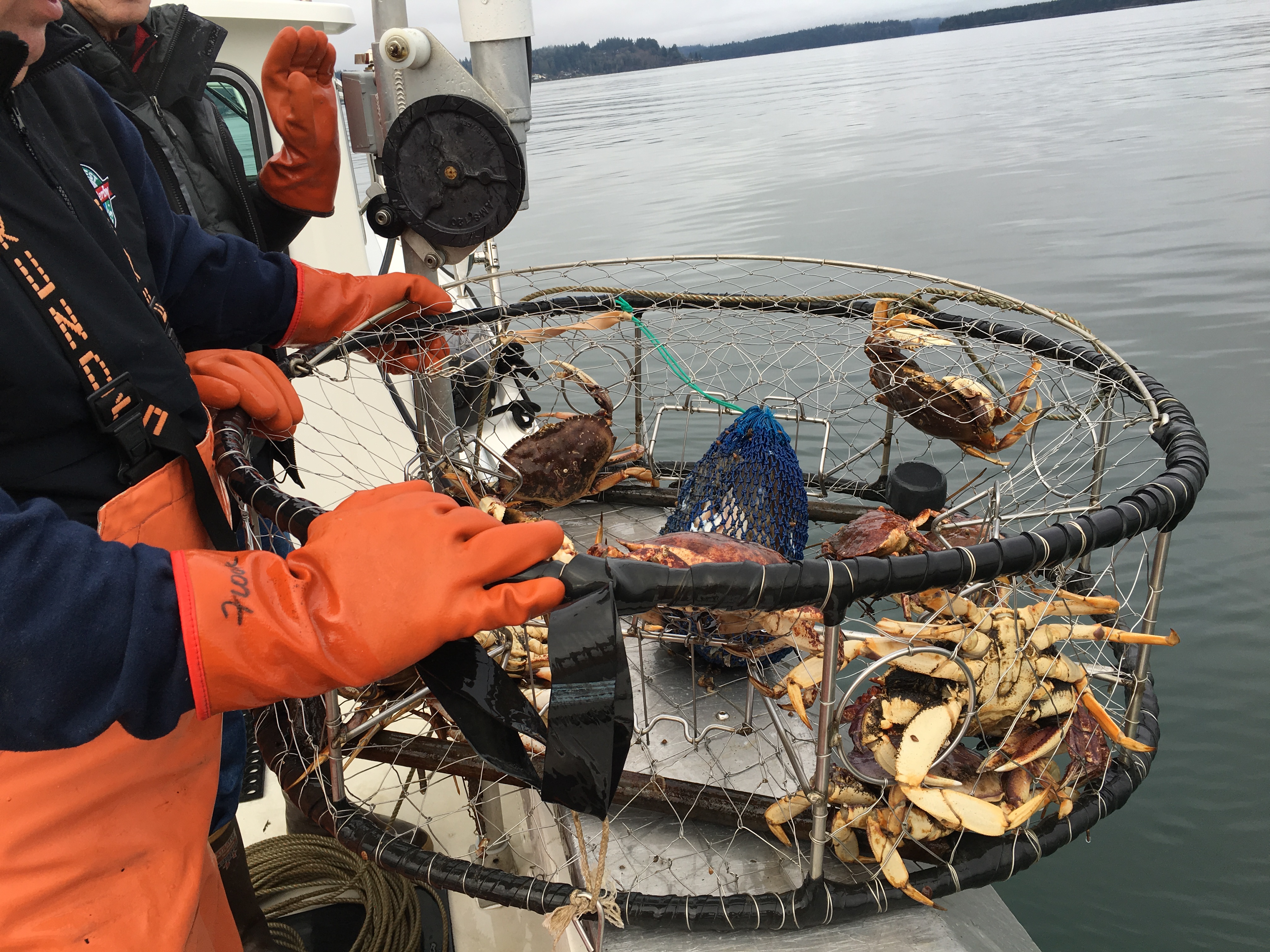 Break out the crab pots: Some marine areas reopen Saturday for ...