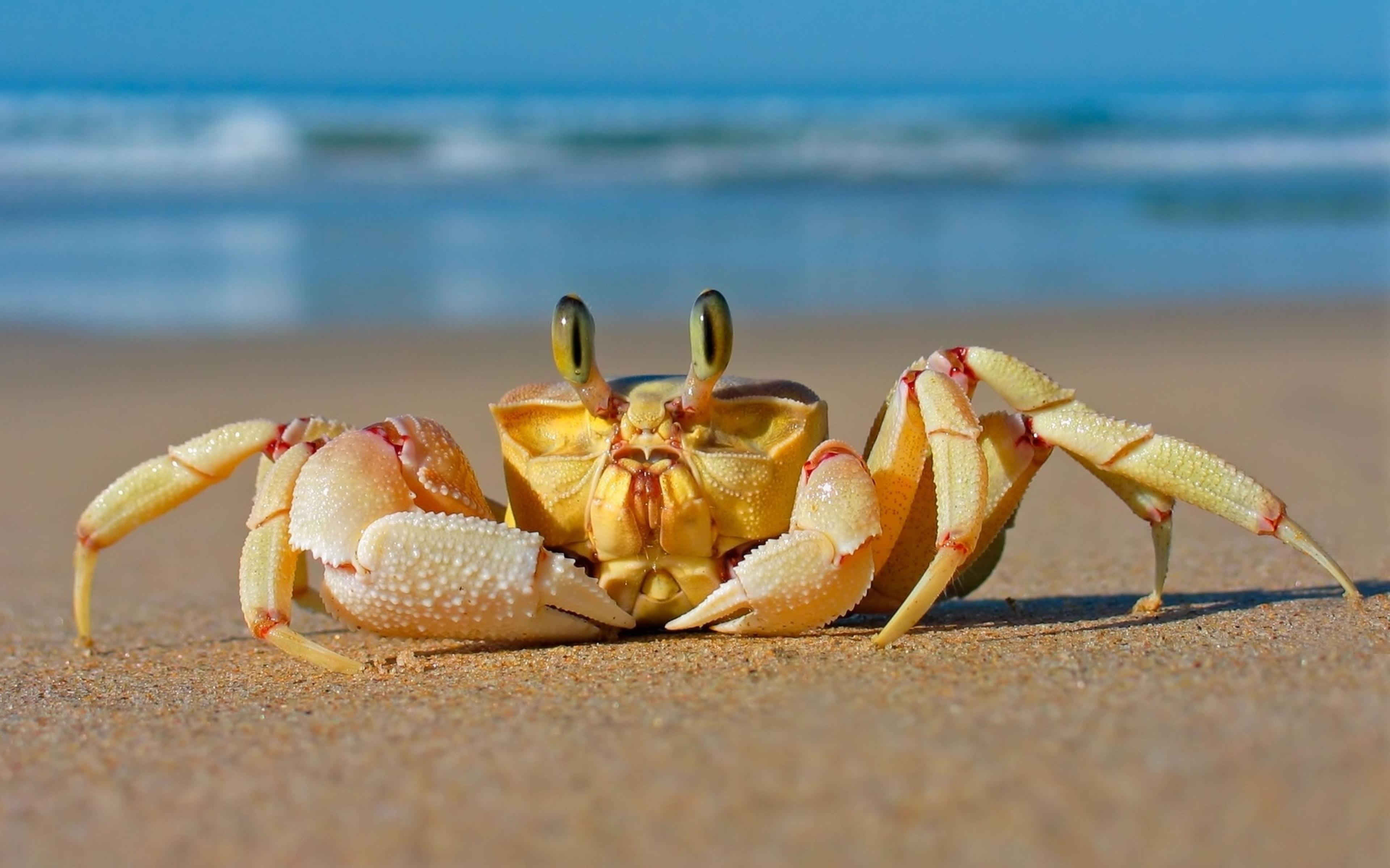 Crab on Beach HD desktop wallpaper : Widescreen : High Definition ...