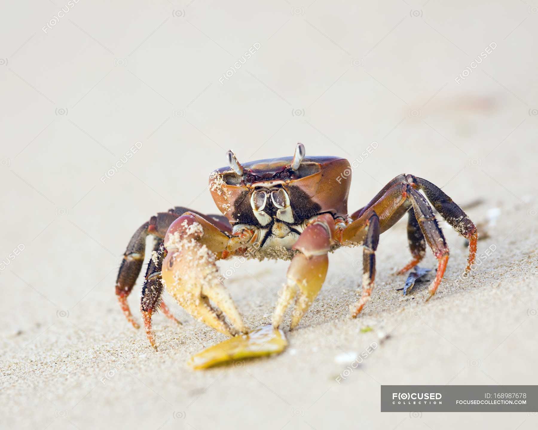 Ghost Crab On Beach — Stock Photo | #168987678