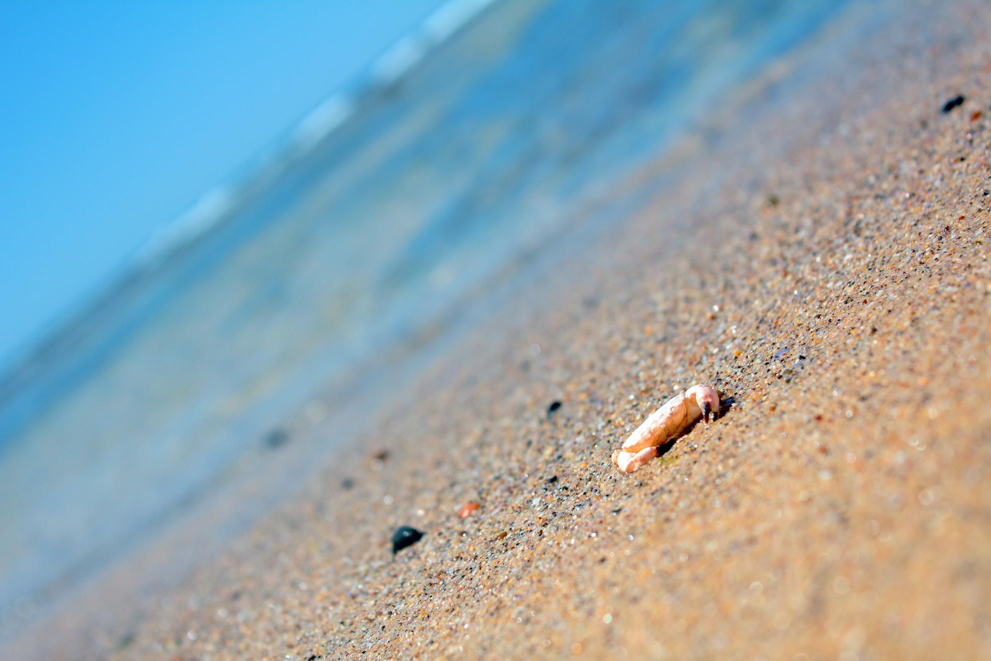 Crab on beach photo