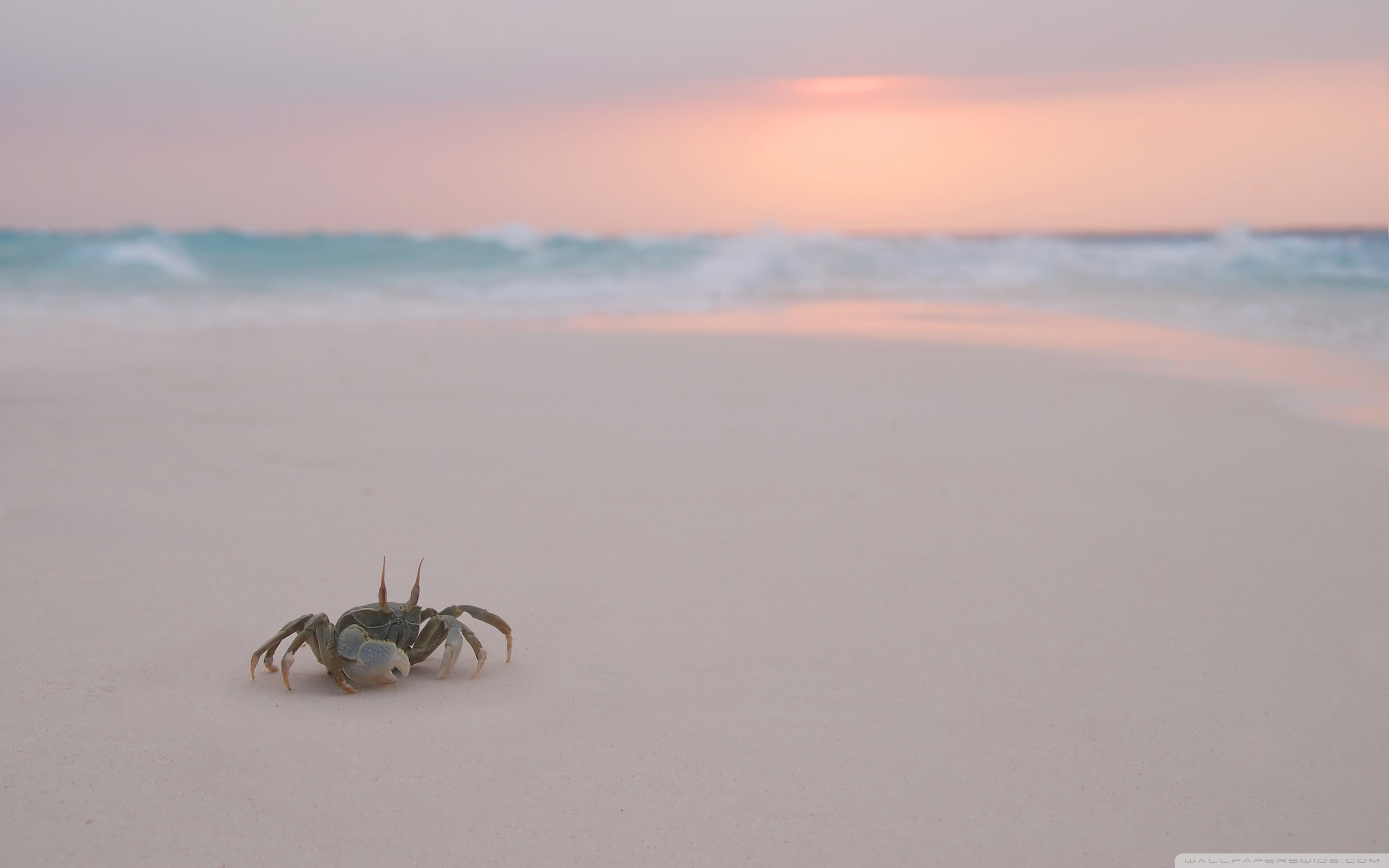 Crab On Beach ❤ 4K HD Desktop Wallpaper for 4K Ultra HD TV • Dual ...