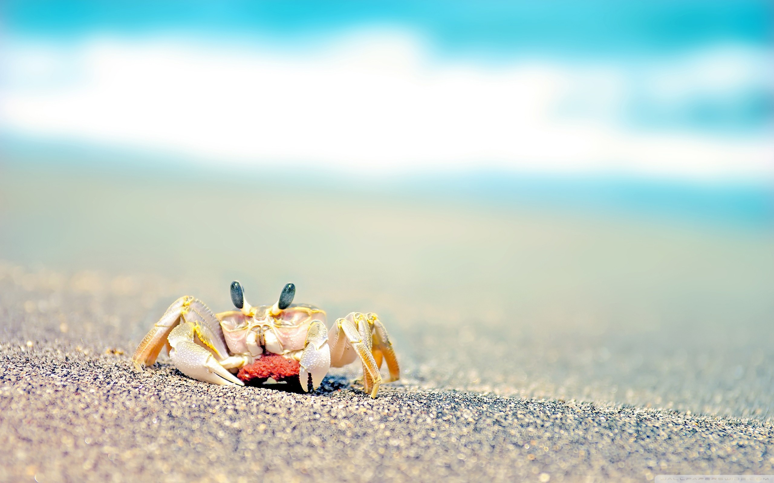 Small crab on a beach wallpapers and images - wallpapers, pictures ...