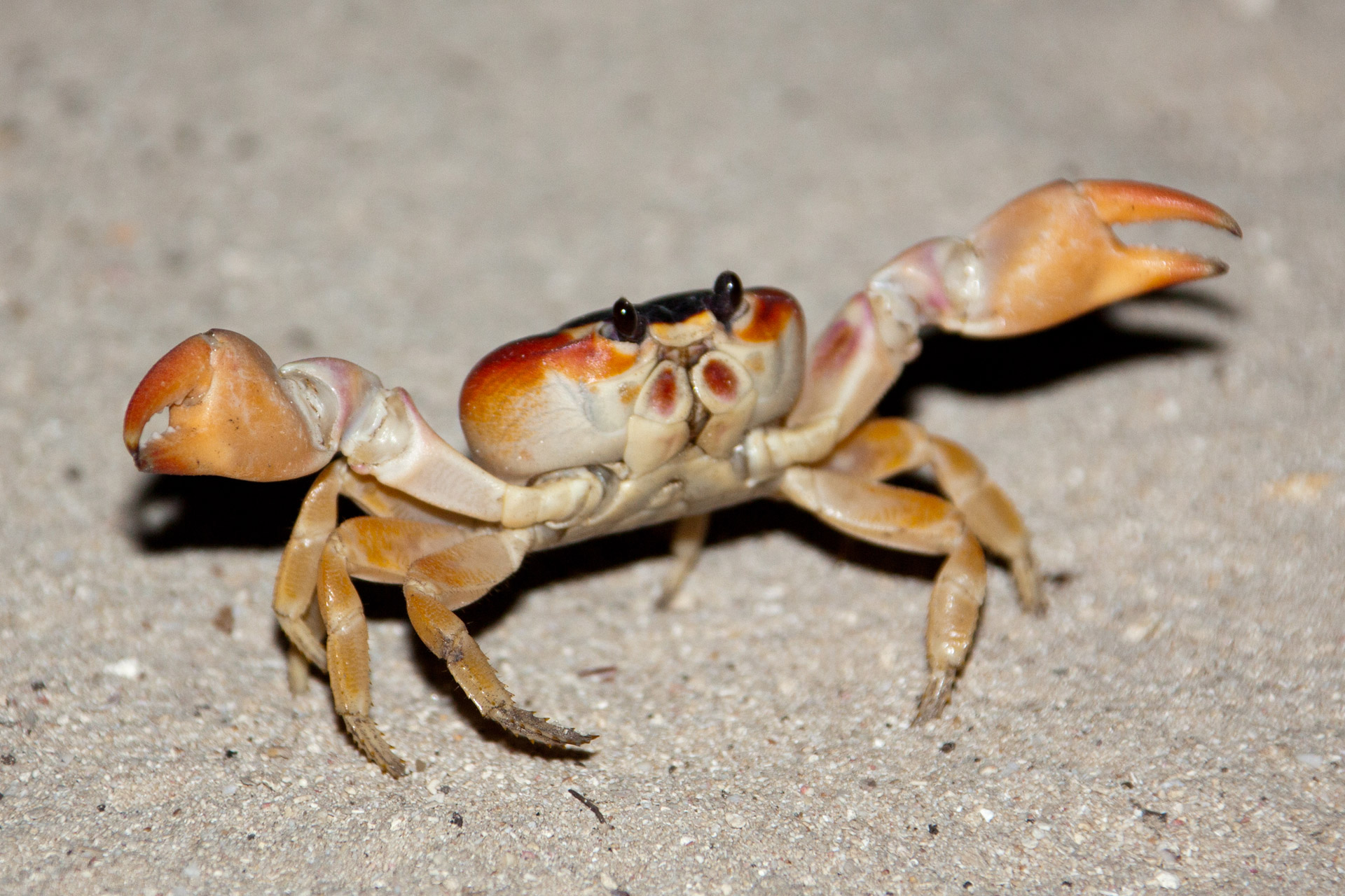 Crab On Beach Free Stock Photo - Public Domain Pictures