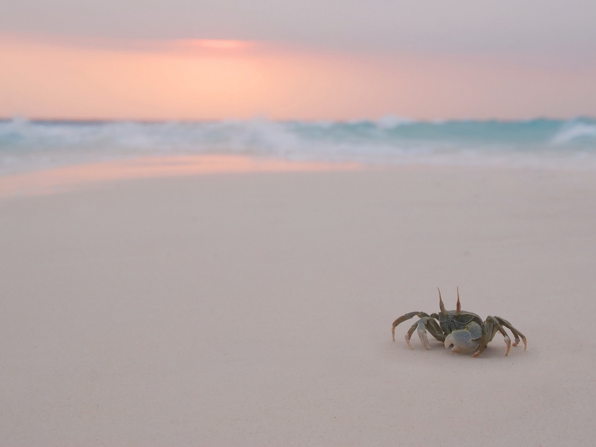 Crab On The Beach Wallpaper - Download Wallpaper Nature Free