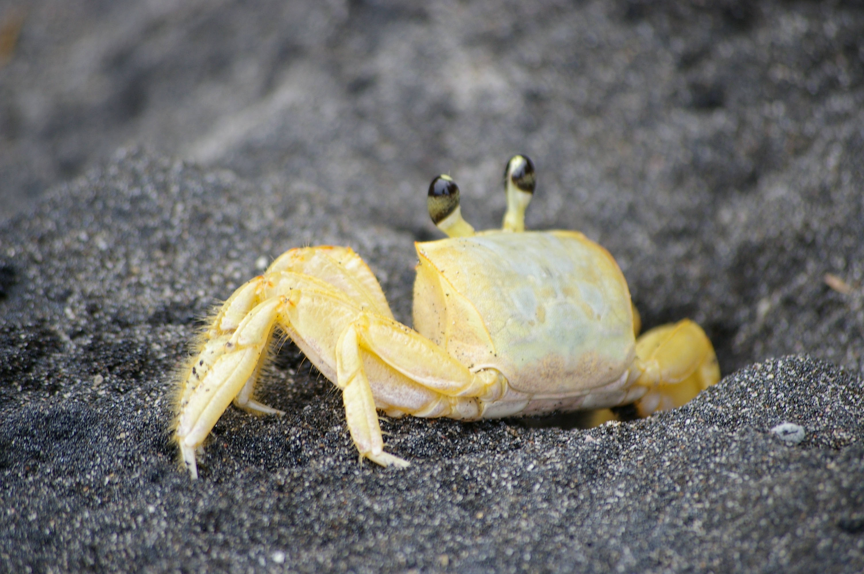 Crab on black beach photo