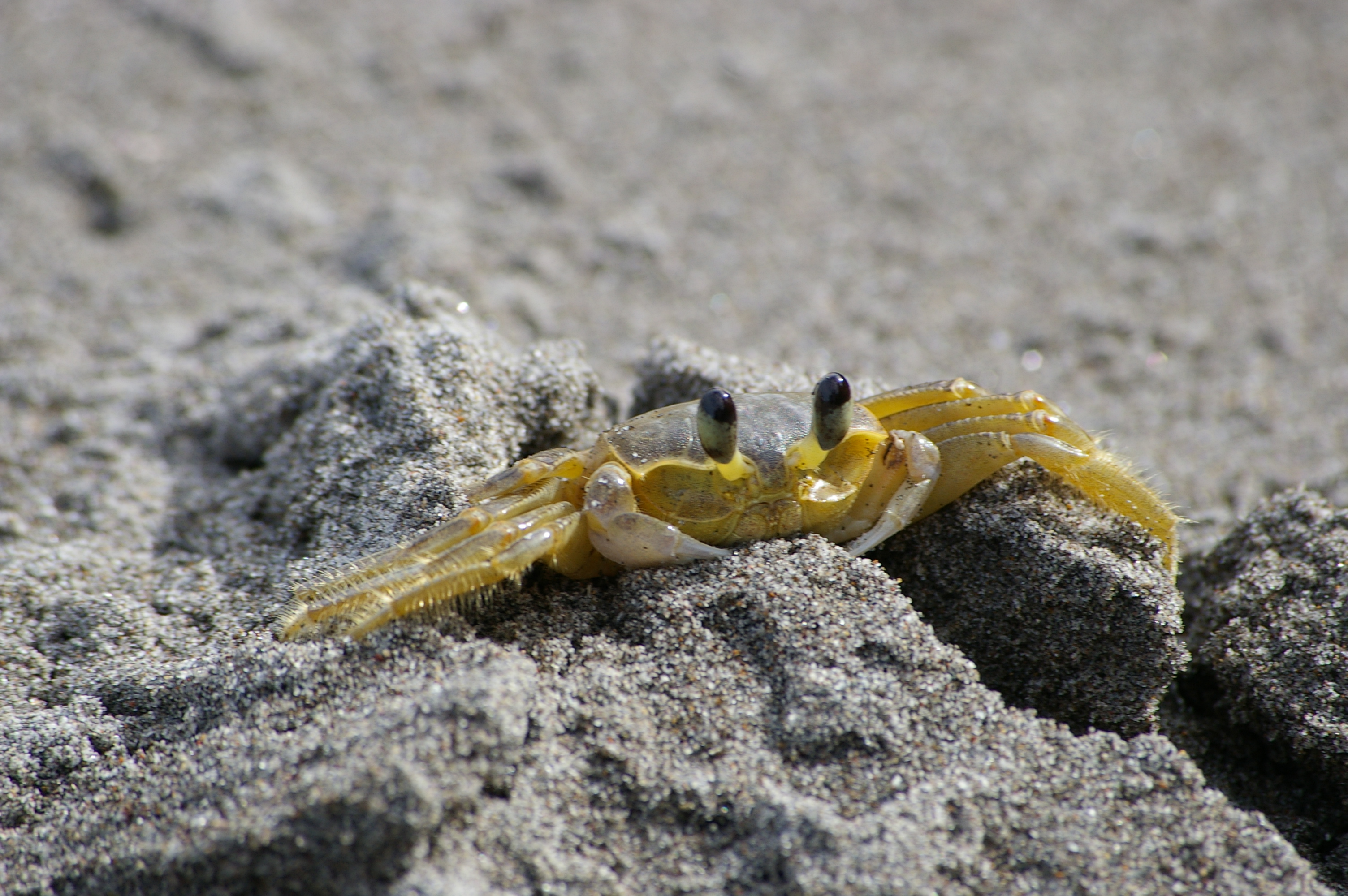 Crab on black beach photo