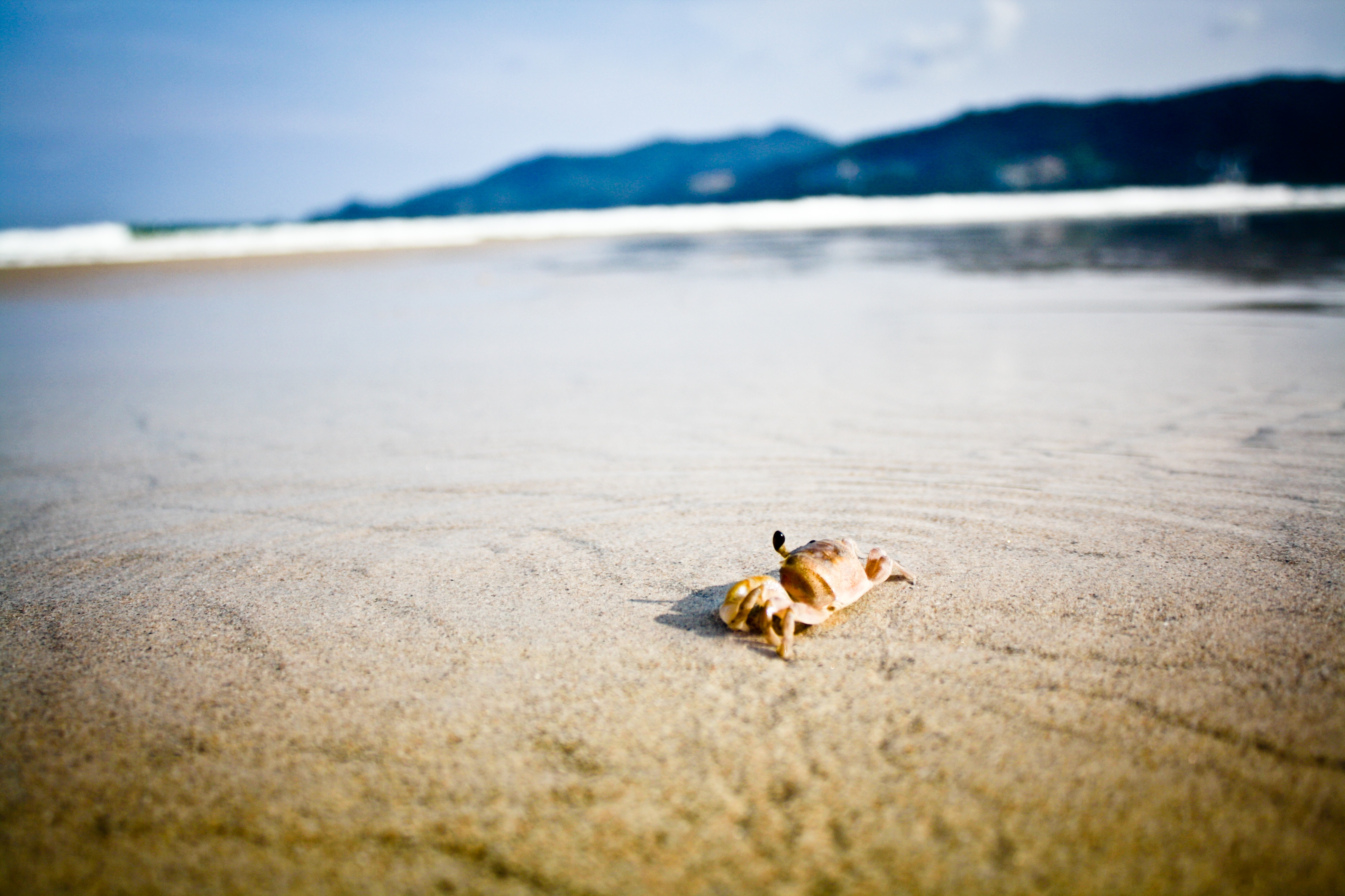 Crab on the Beach, Beach, Crab, Flow, Sea, HQ Photo