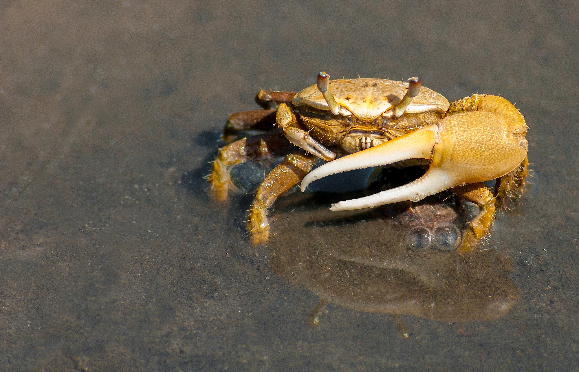 Crab ready to fight photo