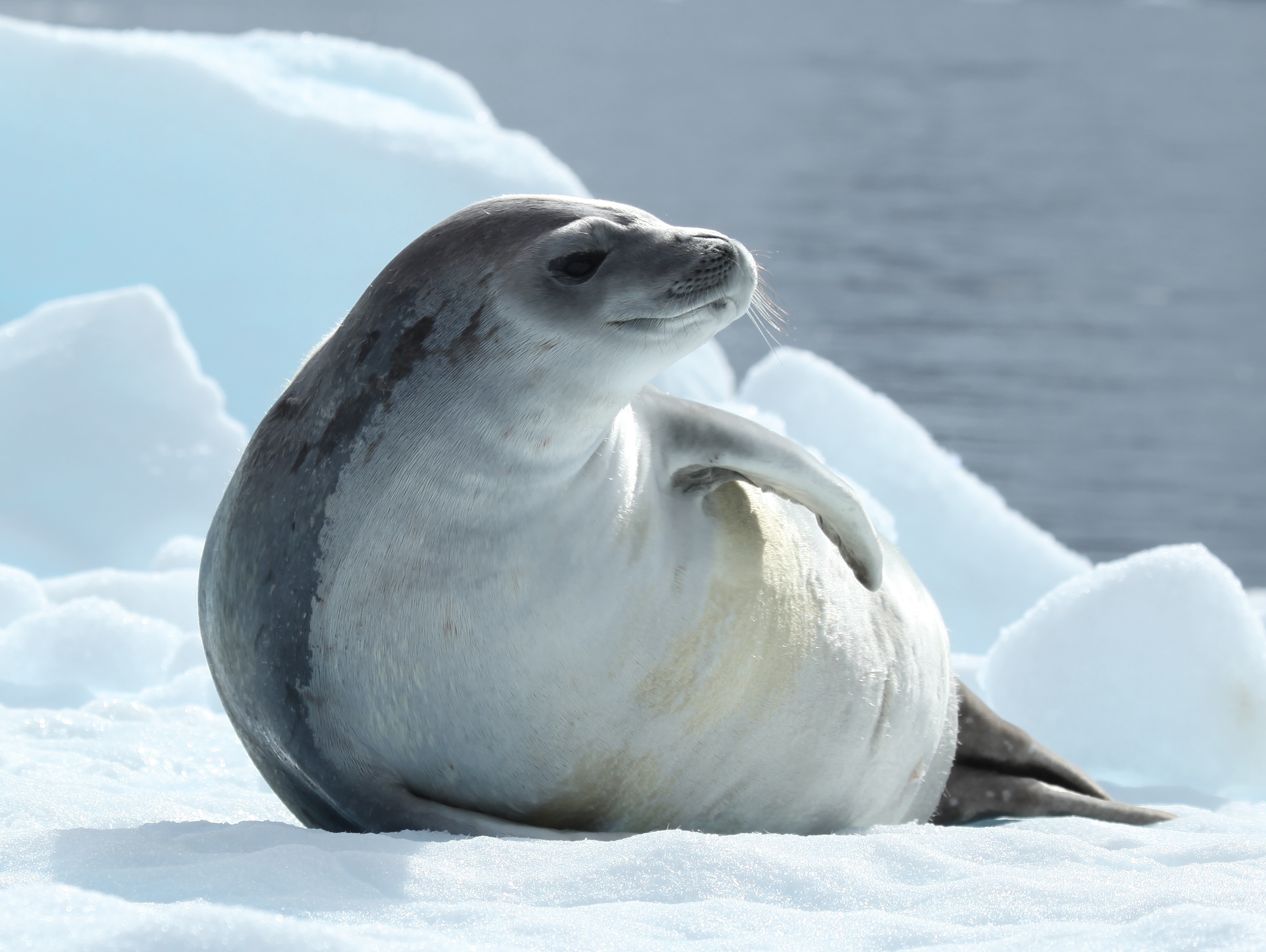 File:Crabeater Seal in Pléneau Bay, Antarctica (6058619759).jpg ...
