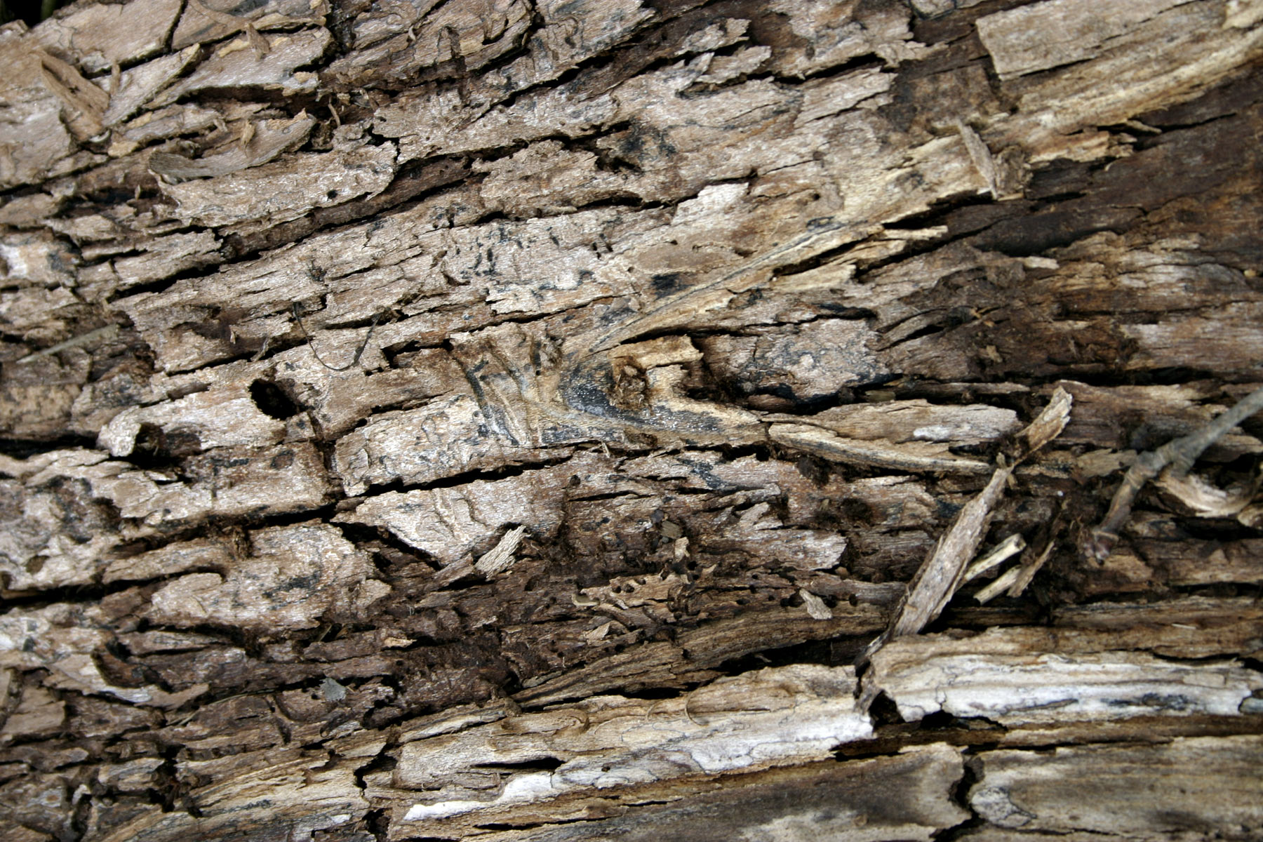 Cracked bark photo