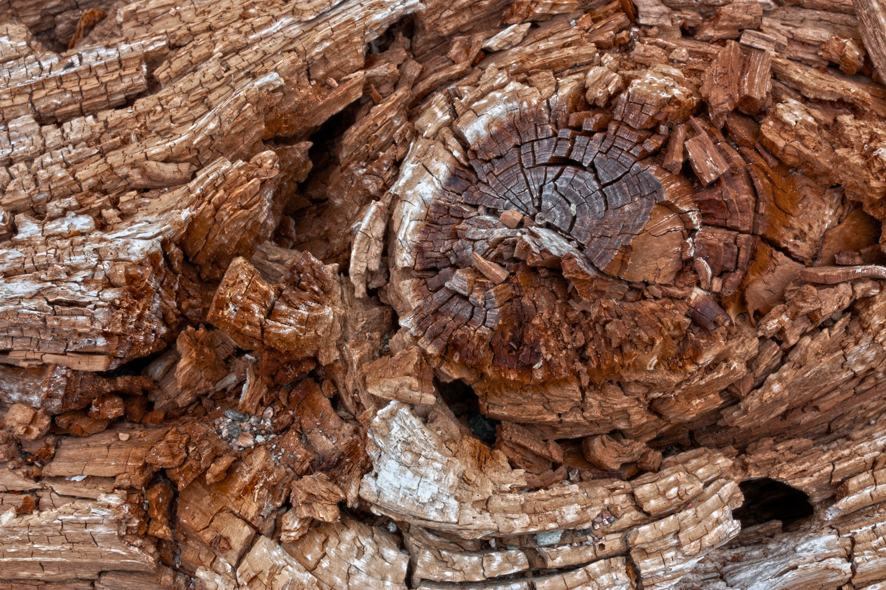 Cracked Beachwood Texture - HDR, Age, Resource, Macro, Maroon, HQ Photo
