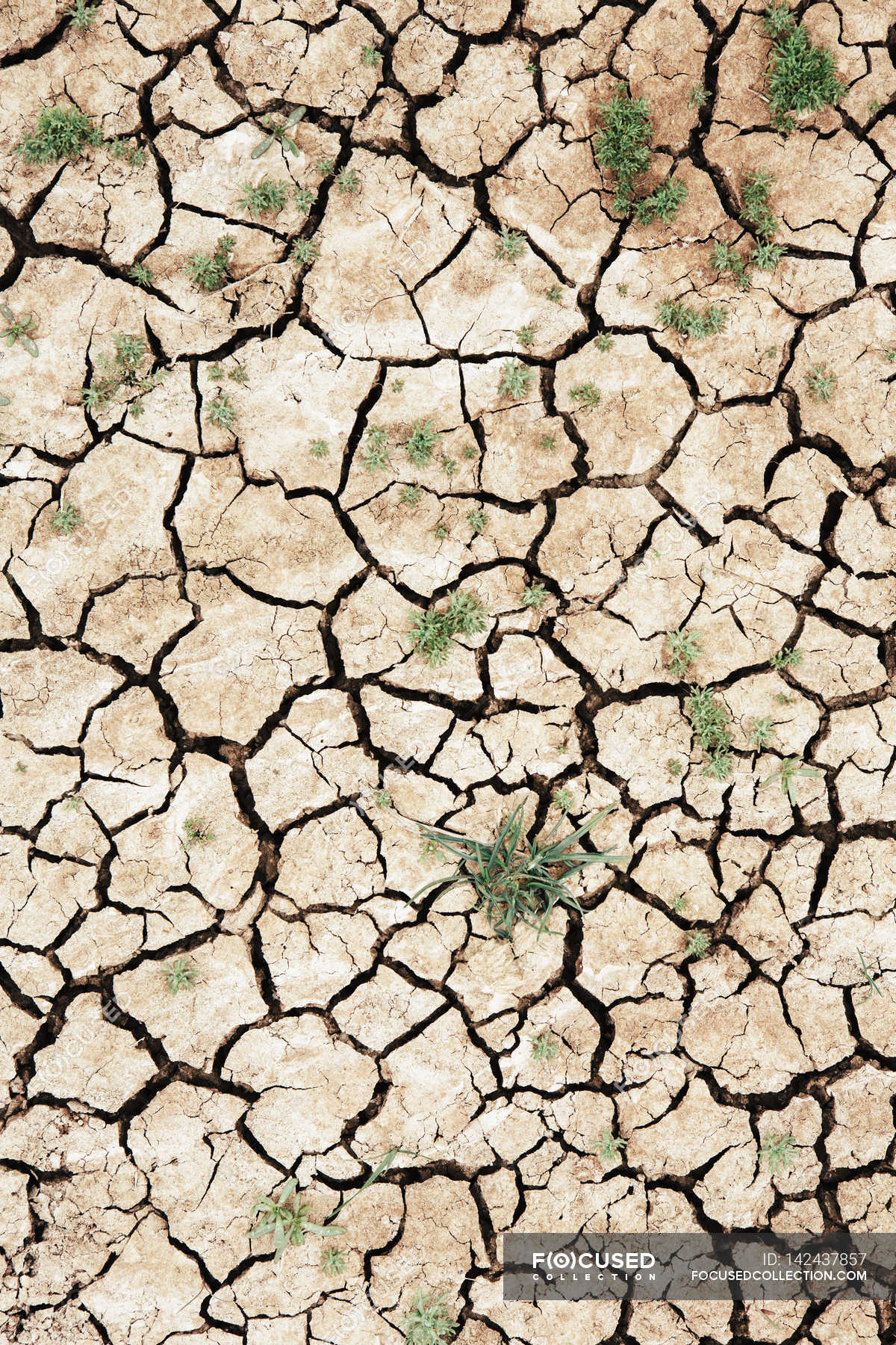 Cracked parched soil surface — Stock Photo | #142437857