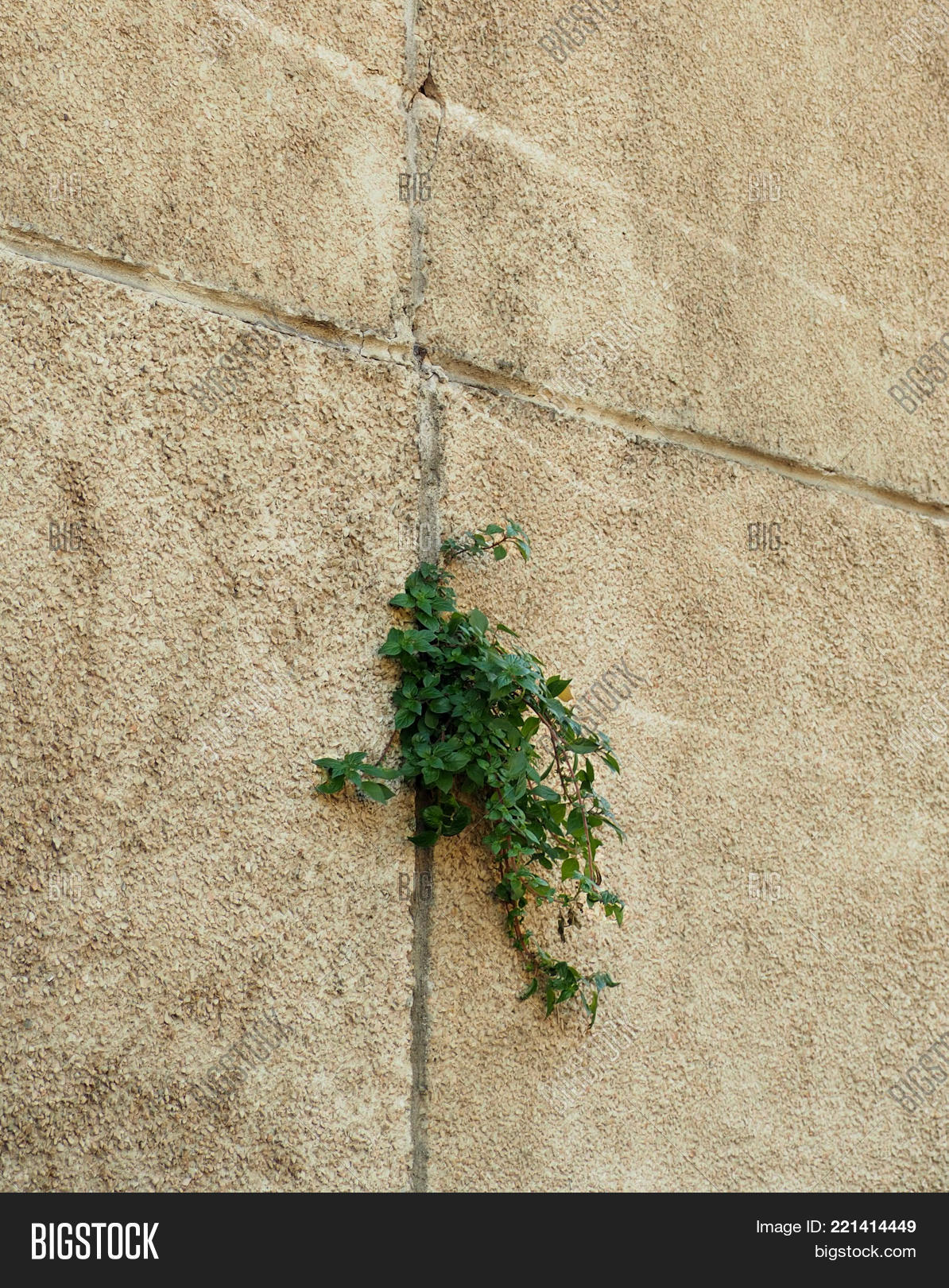Tree Growing Through Cracked Wall. Image & Photo | Bigstock
