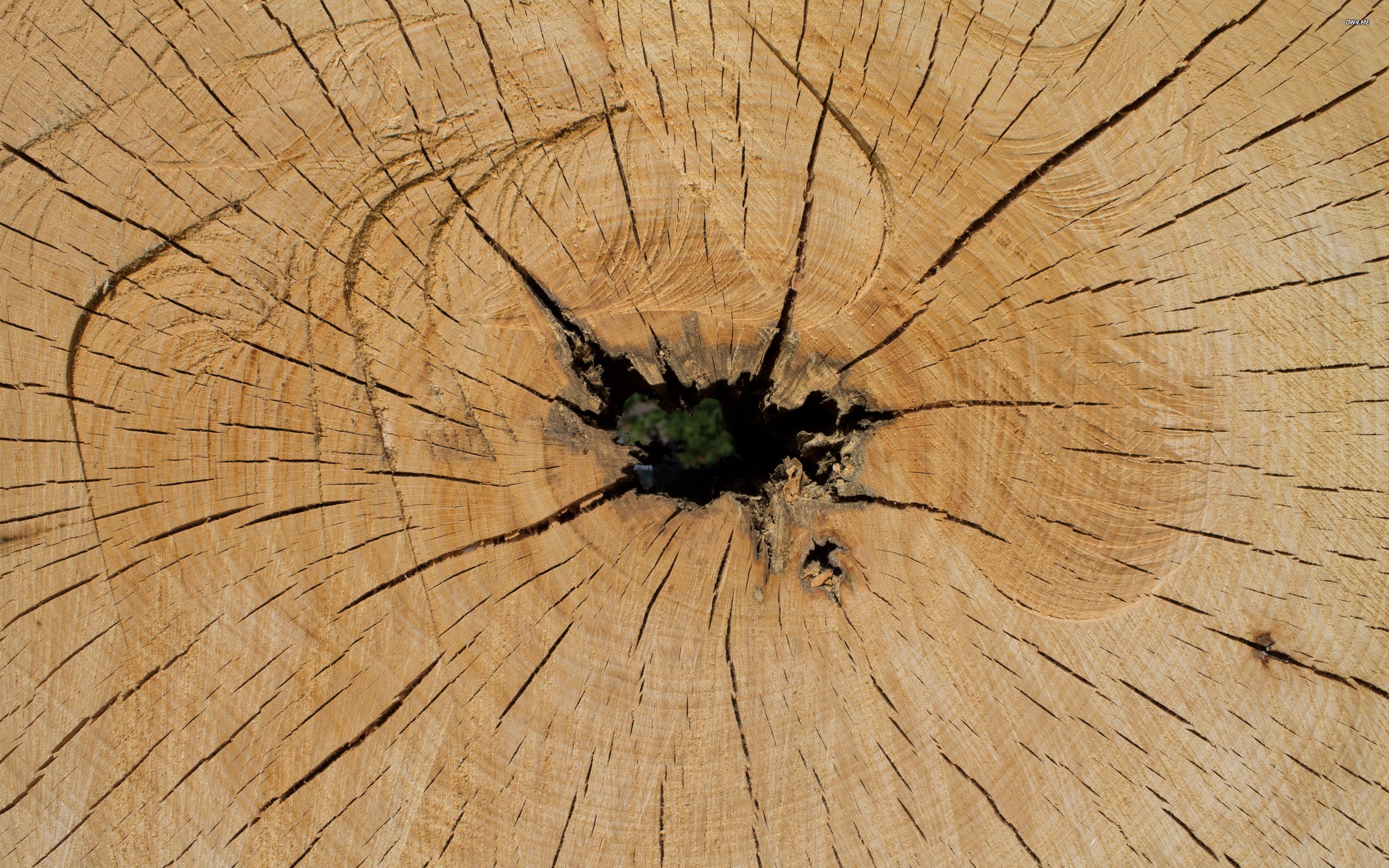 Cracked Wood 737564 - WallDevil
