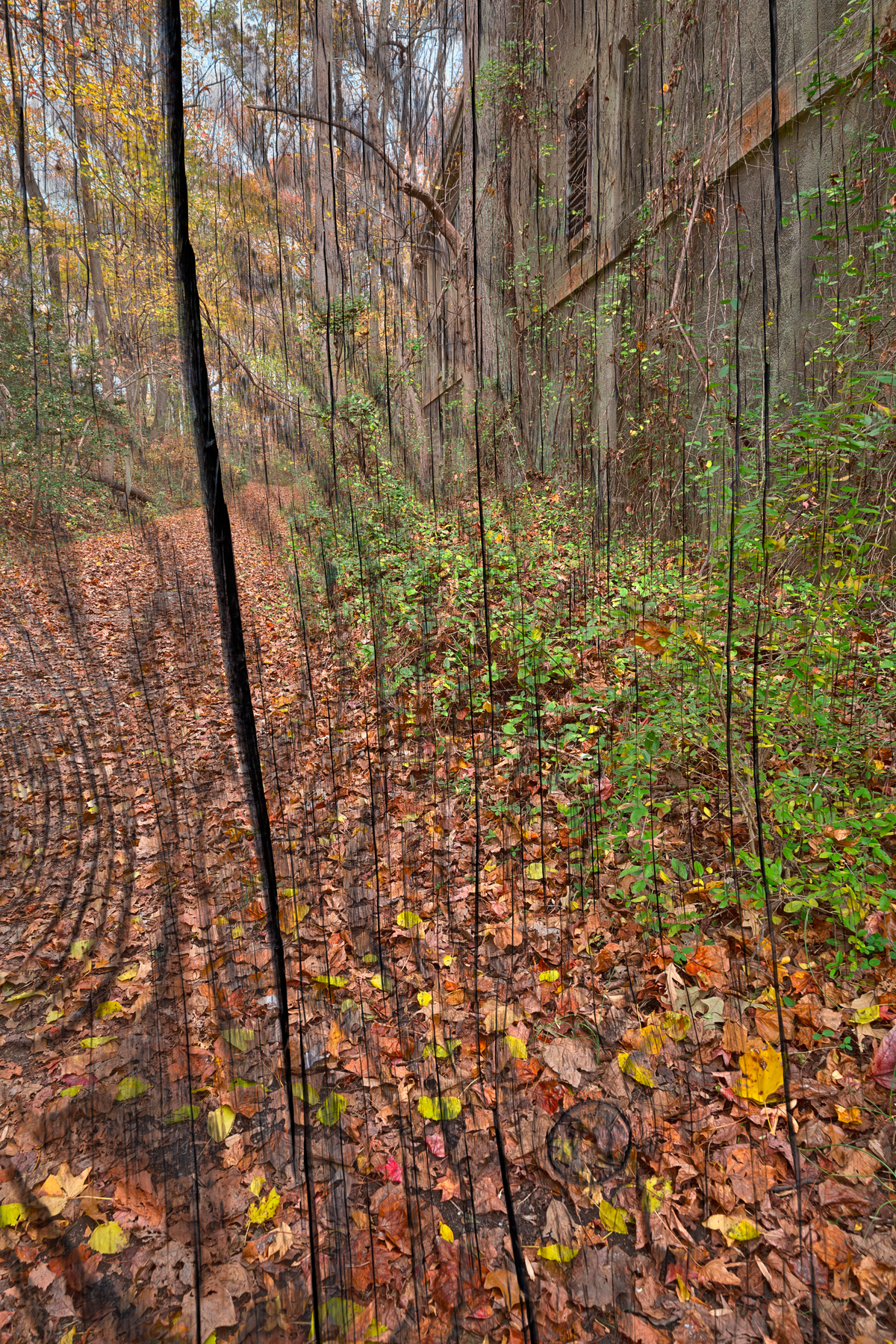 Cracked wood autumn trail photo