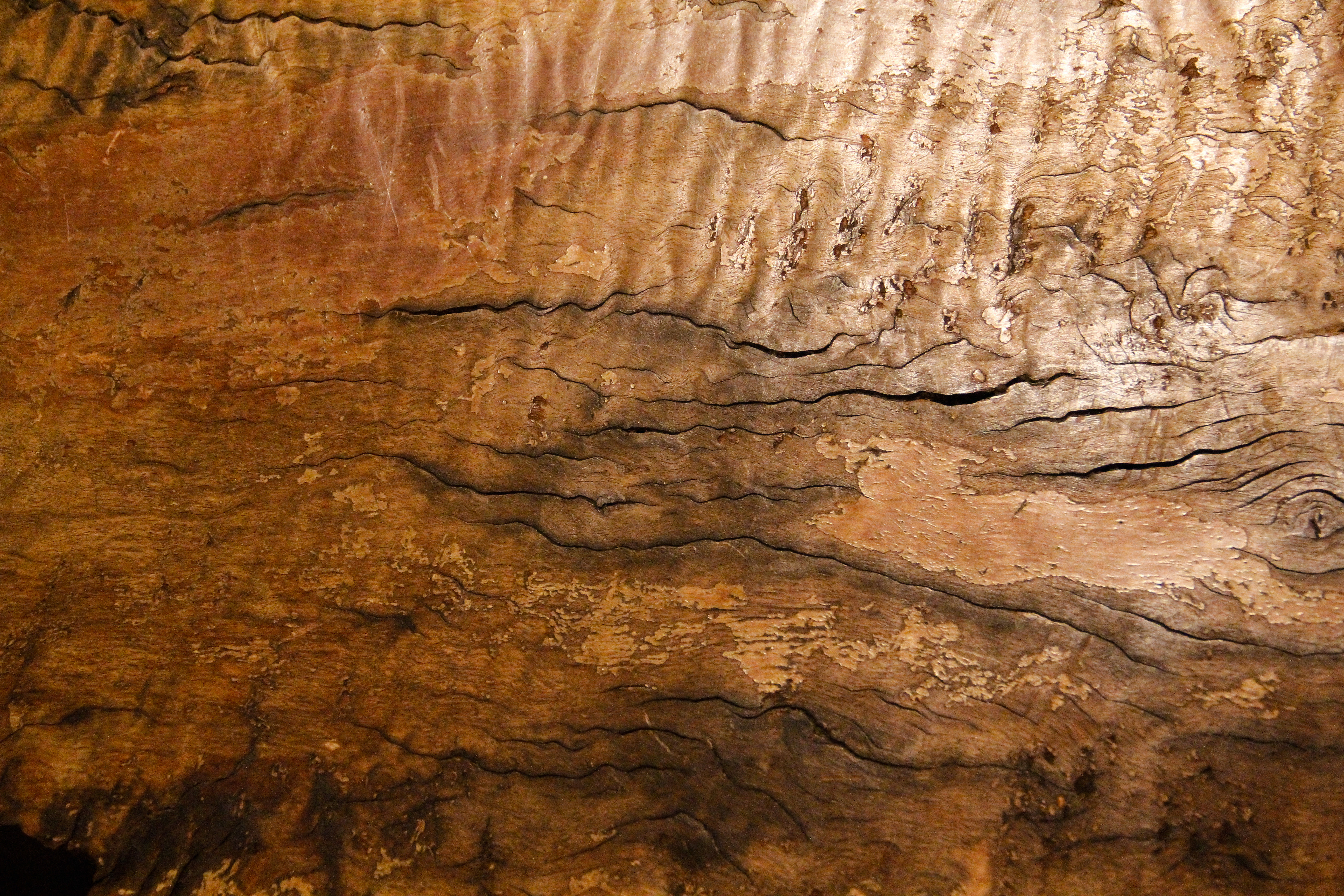 wood burl texture rough cracked natural wooden wallpaper - TextureX ...