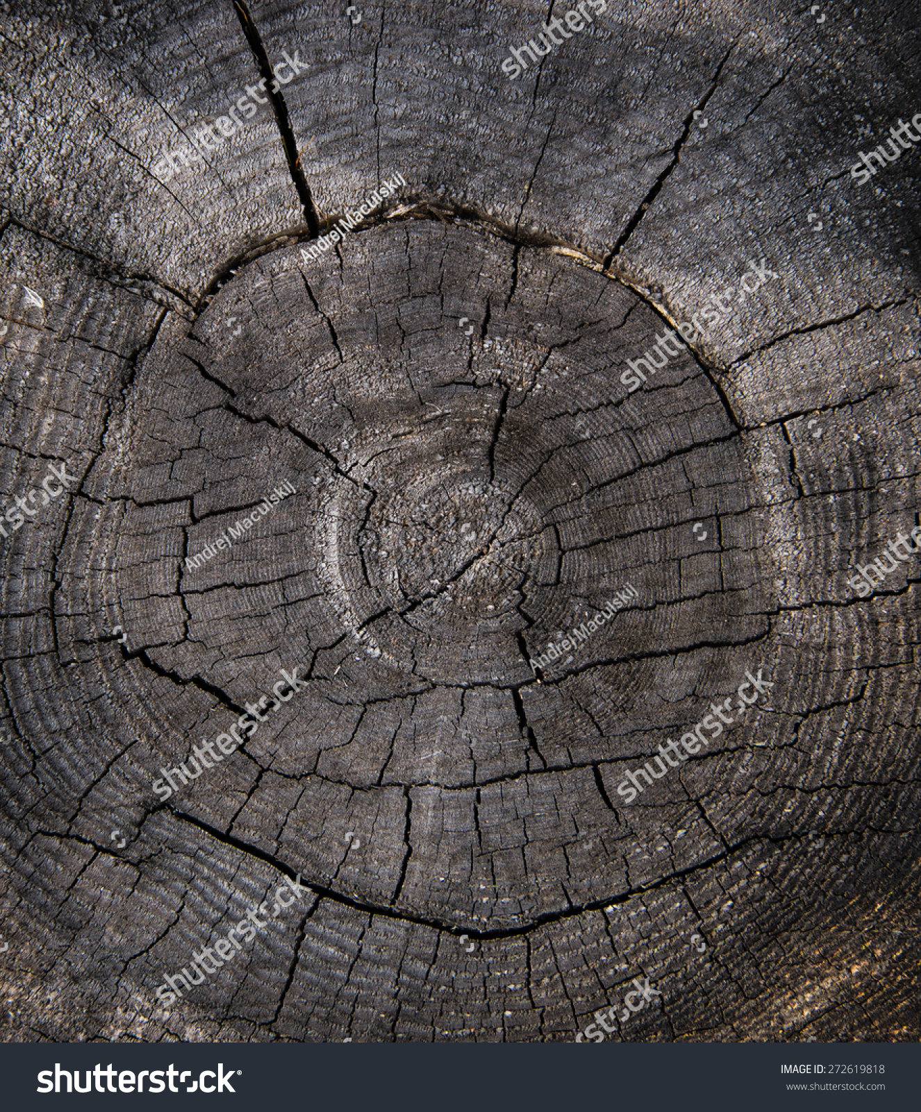 Old Wood Cracked Texture Wood Texture Stock Photo 272619818 ...