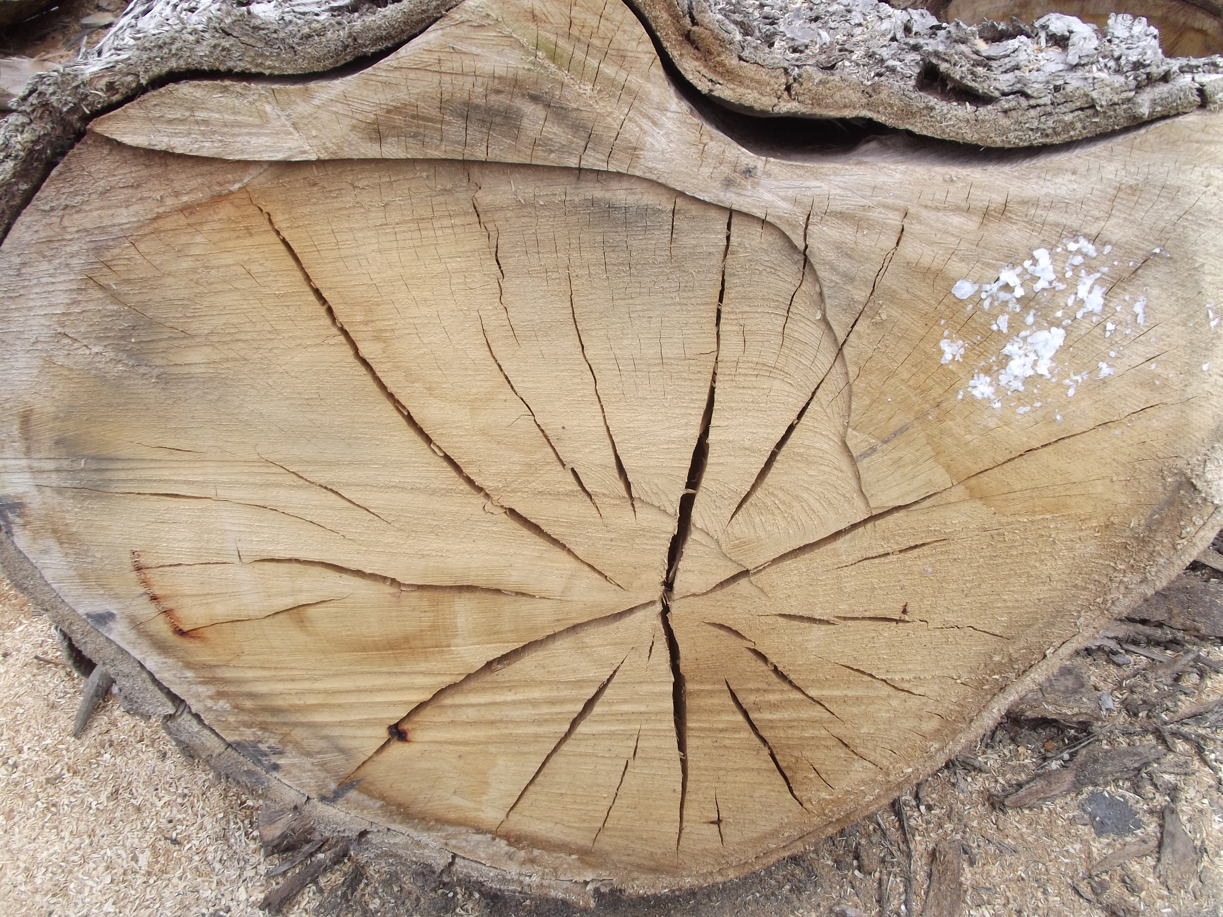 Cracked Wood